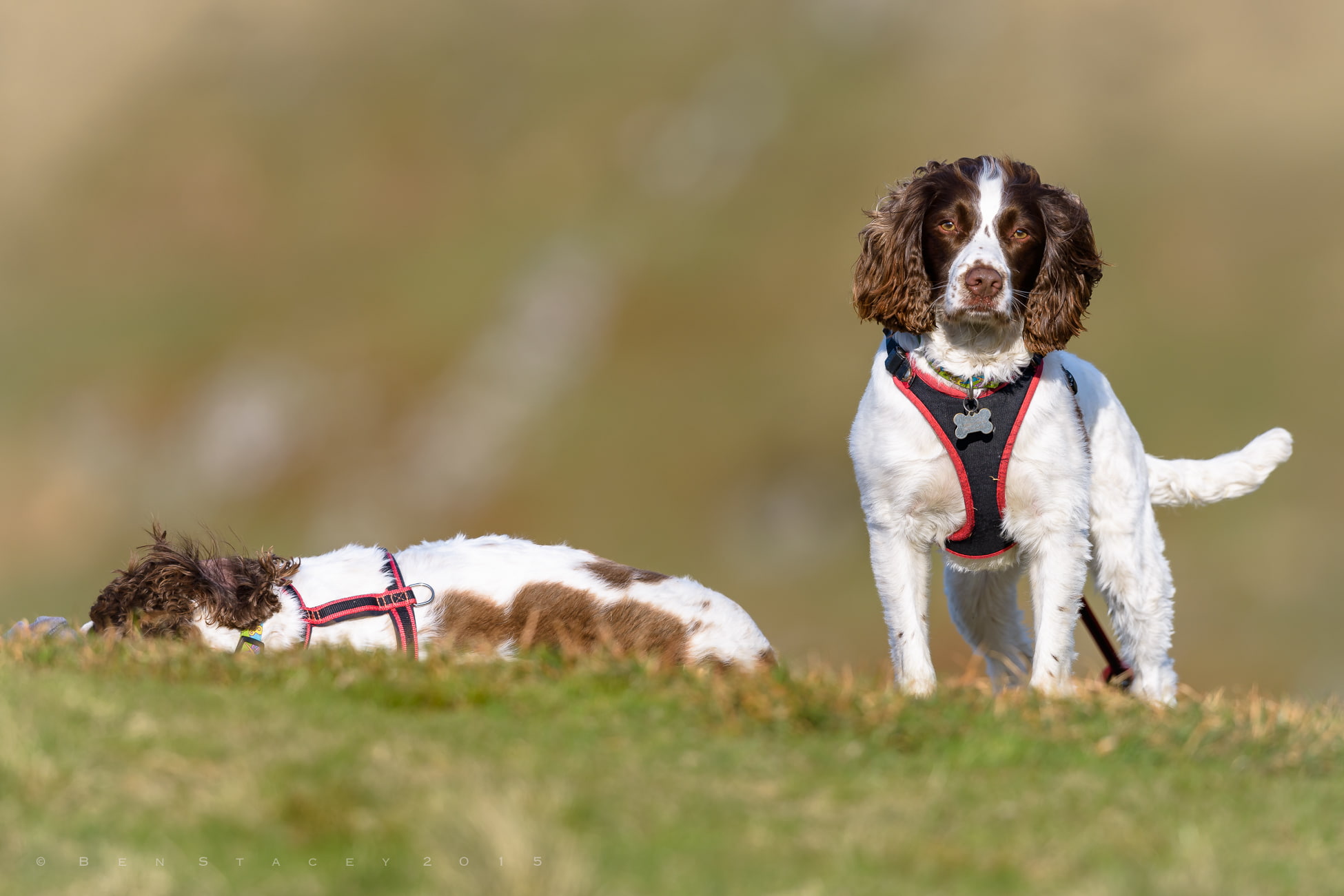 1080P, English Springer Spaniel, dogs, Spaniel, HD Wallpaper