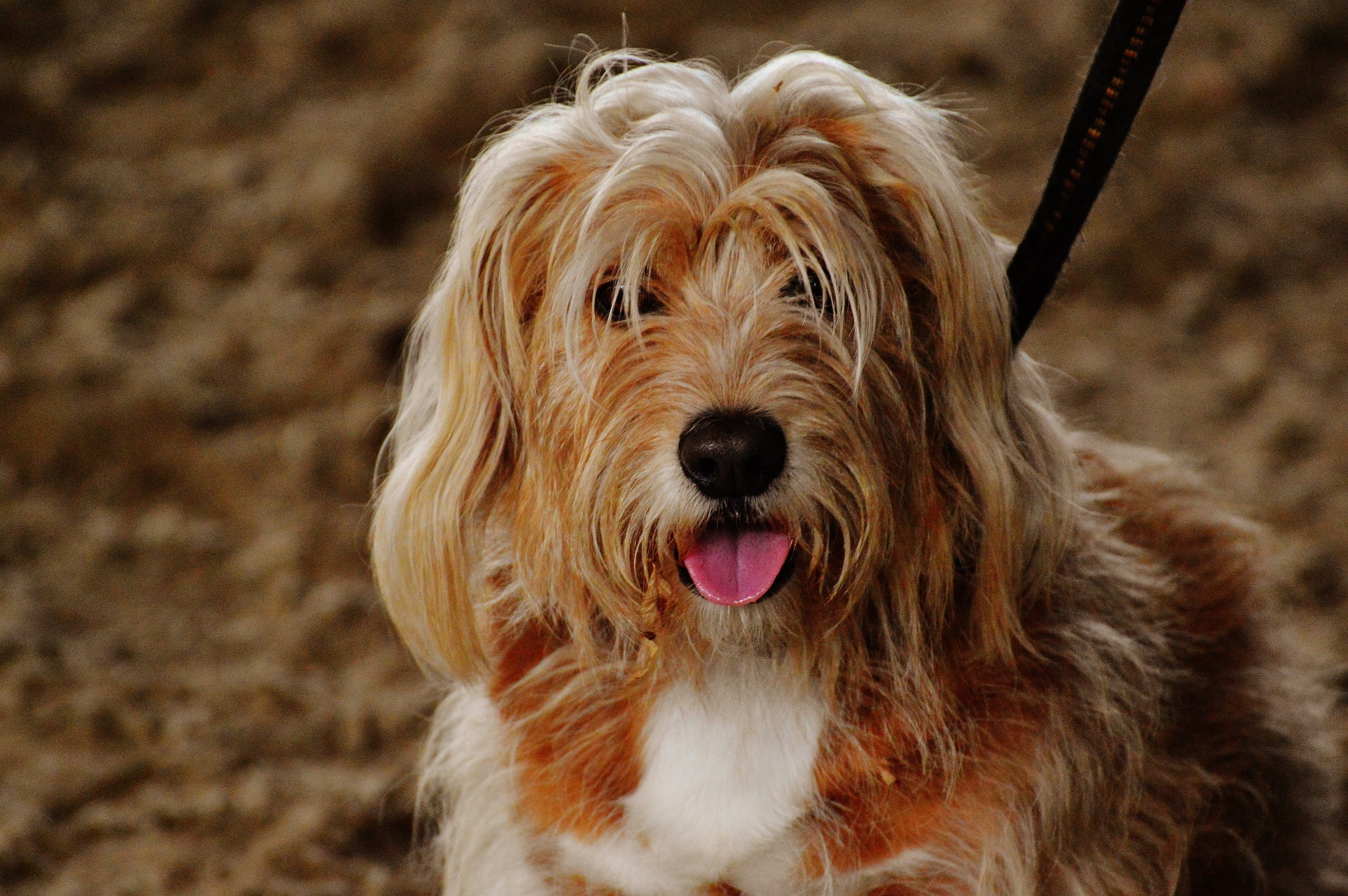 long, tan, field, white, focus on foreground, puppy, purebred Dog, terrier, animal, brown, sticking out tongue, medium, size, cute, dog, no People, animal mouth, HD Wallpaper