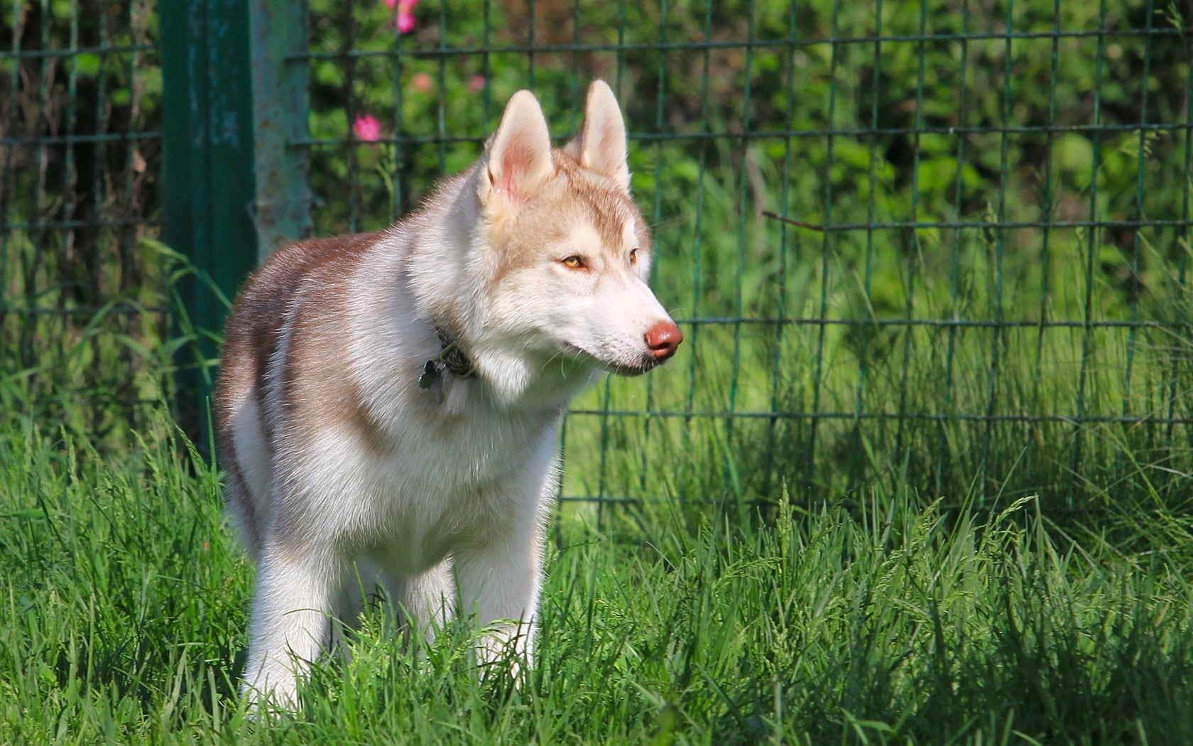 white, no people, walk, siberian, field, brown, mesh, dog, vertebrate, one animal, 720P, looking, domestic animals, husky, nature, mammal, outdoors, grass, HD Wallpaper