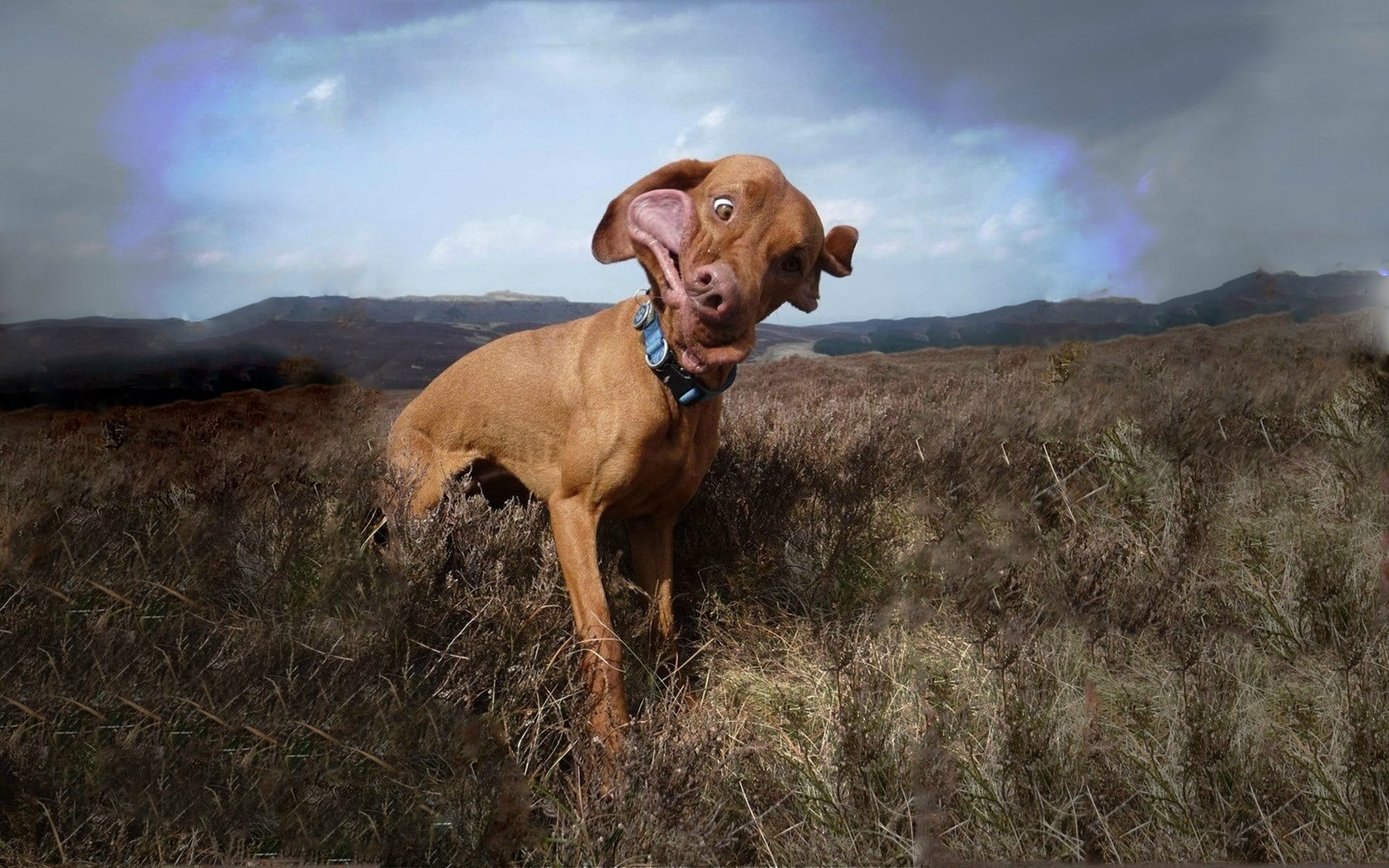 purebred Dog, standing, field, red, vizsla, domestic Animals, cute, animal, dog, wind, domestic, portrait, canine, mouth open, brown, 1080P, friendship, HD Wallpaper