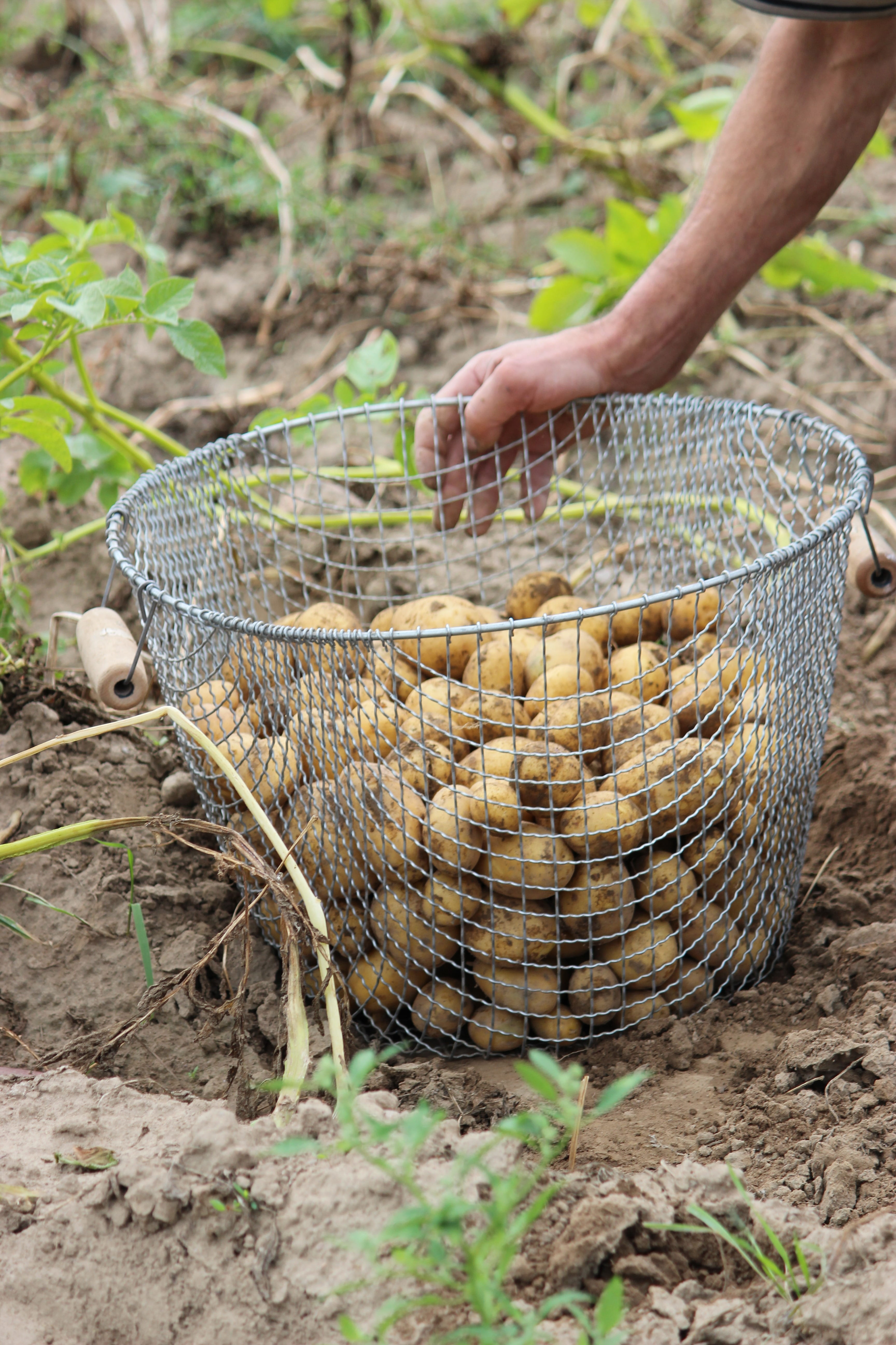 bauer, agriculture, human body part, organic, outdoors, harvest, vegetable, hand, potato, real people, human hand, focus on foreground, schulz, wicker, Phone HD Wallpaper