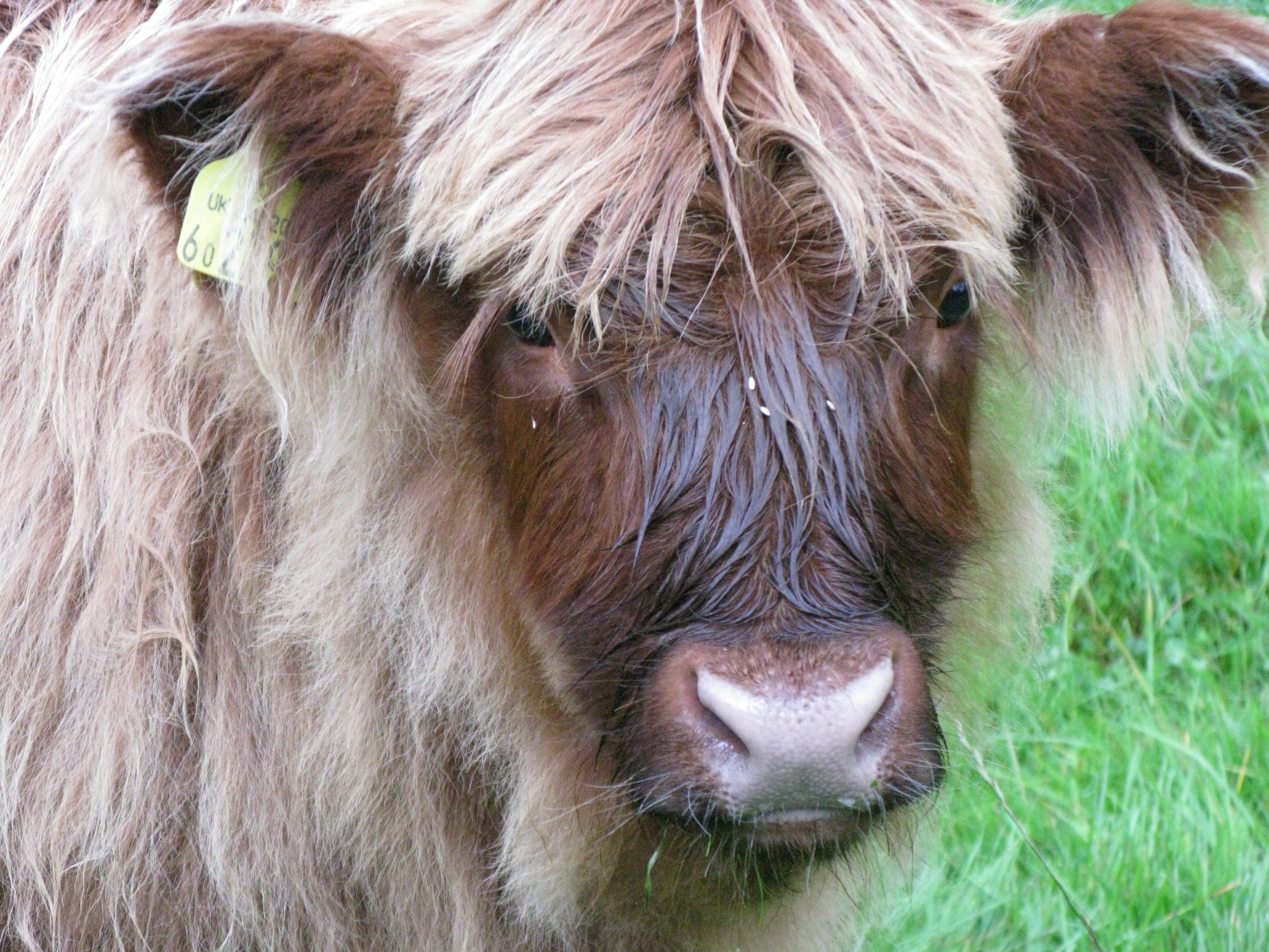 scotland, animal hair, domestic, no people, herbivorous, beef, animal body part, outdoors, agriculture, 2K, scottish hochlandrind, one animal, nature, HD Wallpaper
