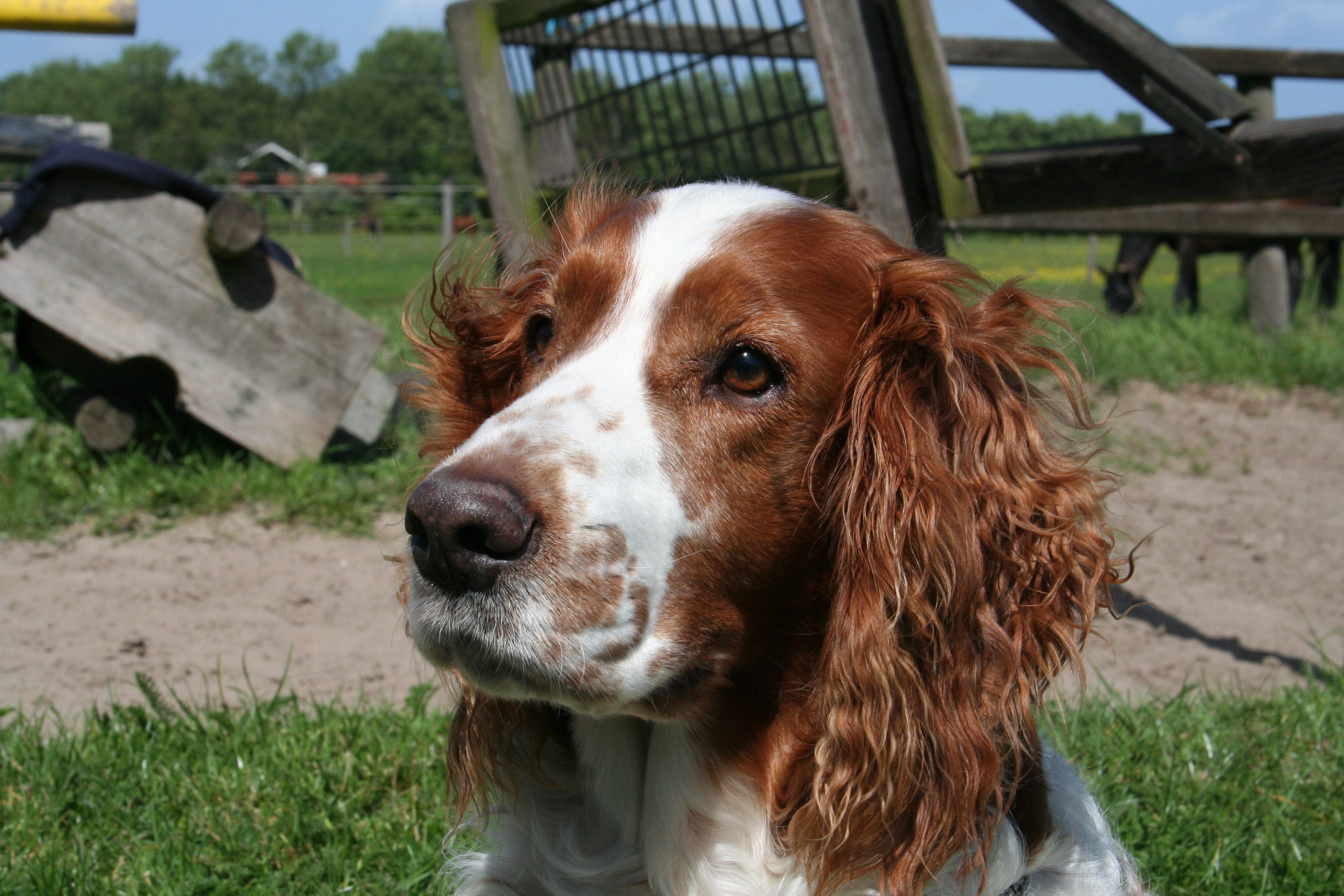 pets, animal body part, domestic animals, land, focus on foreground, close-up, 2K, grass, welsh springer spaniel, domestic, vertebrate, canine, looking, HD Wallpaper