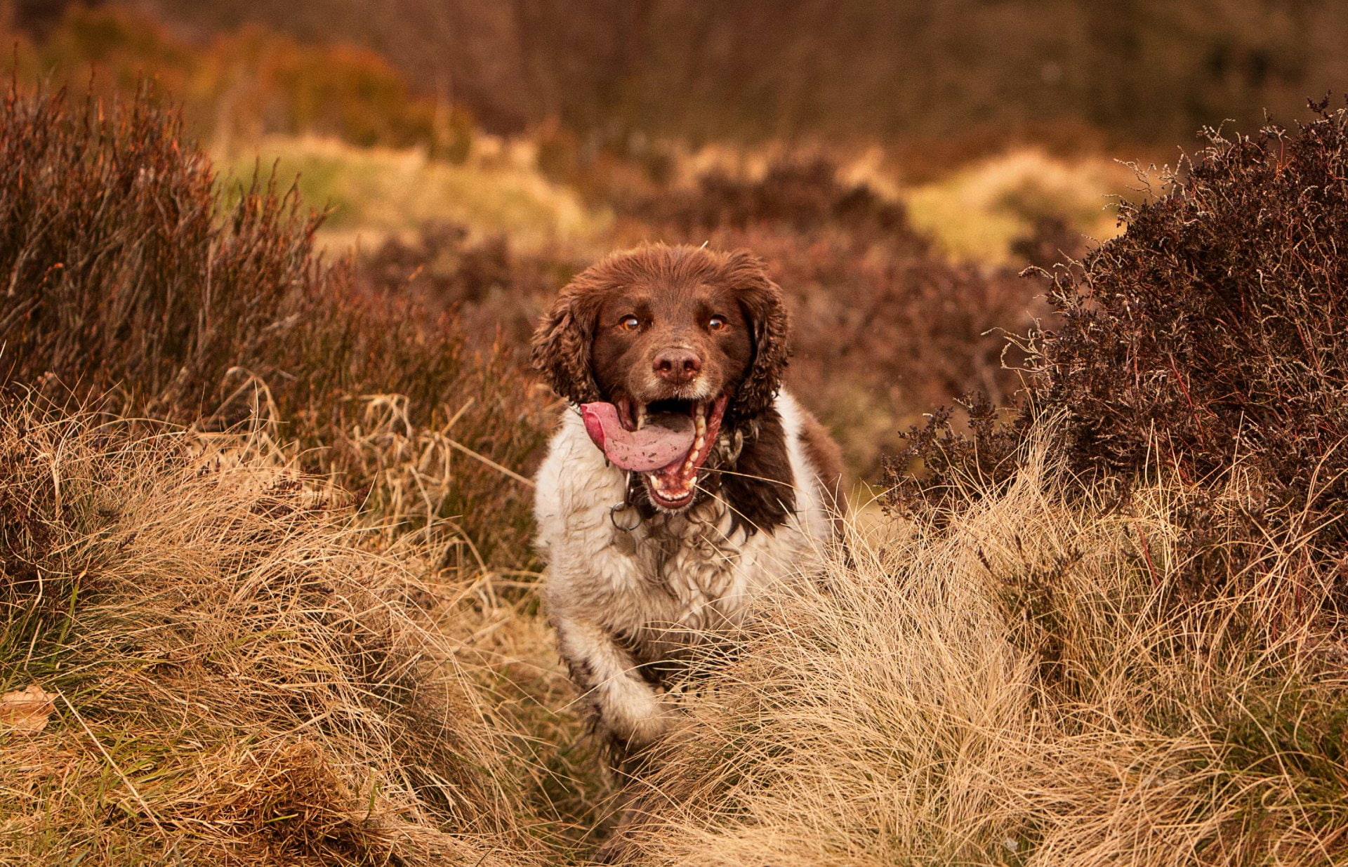 Animal, Springer Spaniel, 1080P, HD Wallpaper