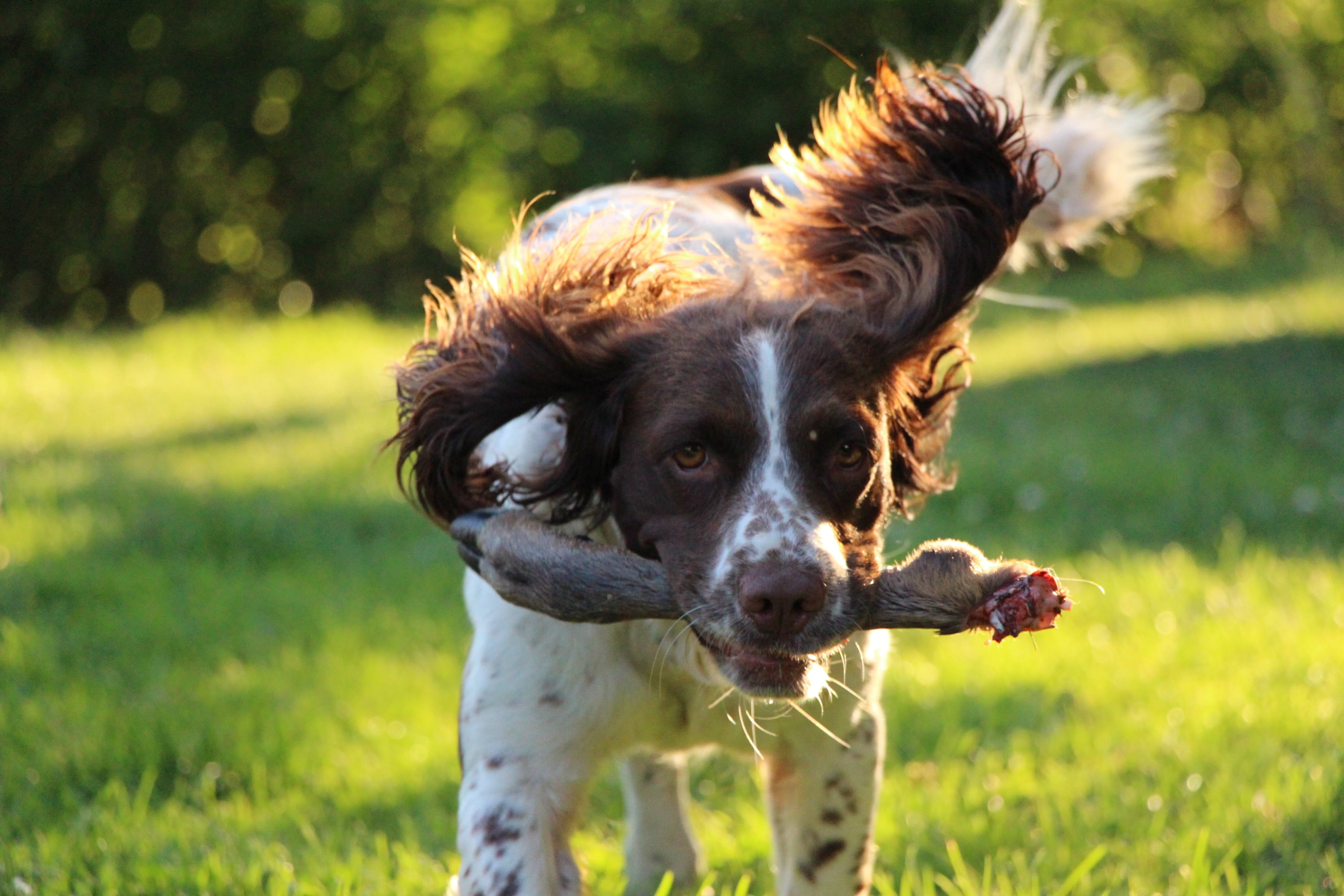 dog, portrait, field, canine, nature, sunlight, pets, 2K, leg, hunting, looking at camera, dog training, grass, plant, pet, no people, green color, mammal, HD Wallpaper