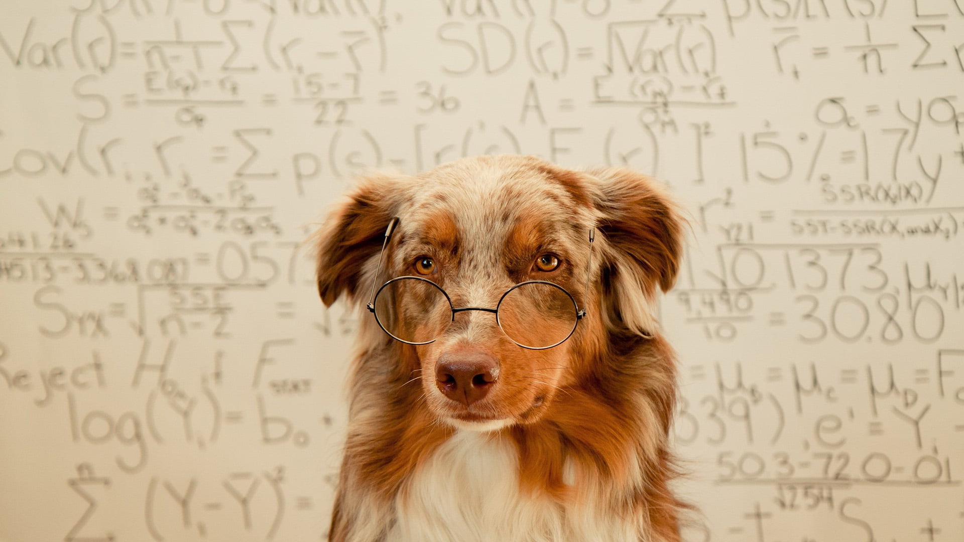 mathematics, no people, education, one animal, looking at camera, domestic animals, irish setter, setter, 1080P, domestic, canine, welsh springer spaniel, HD Wallpaper