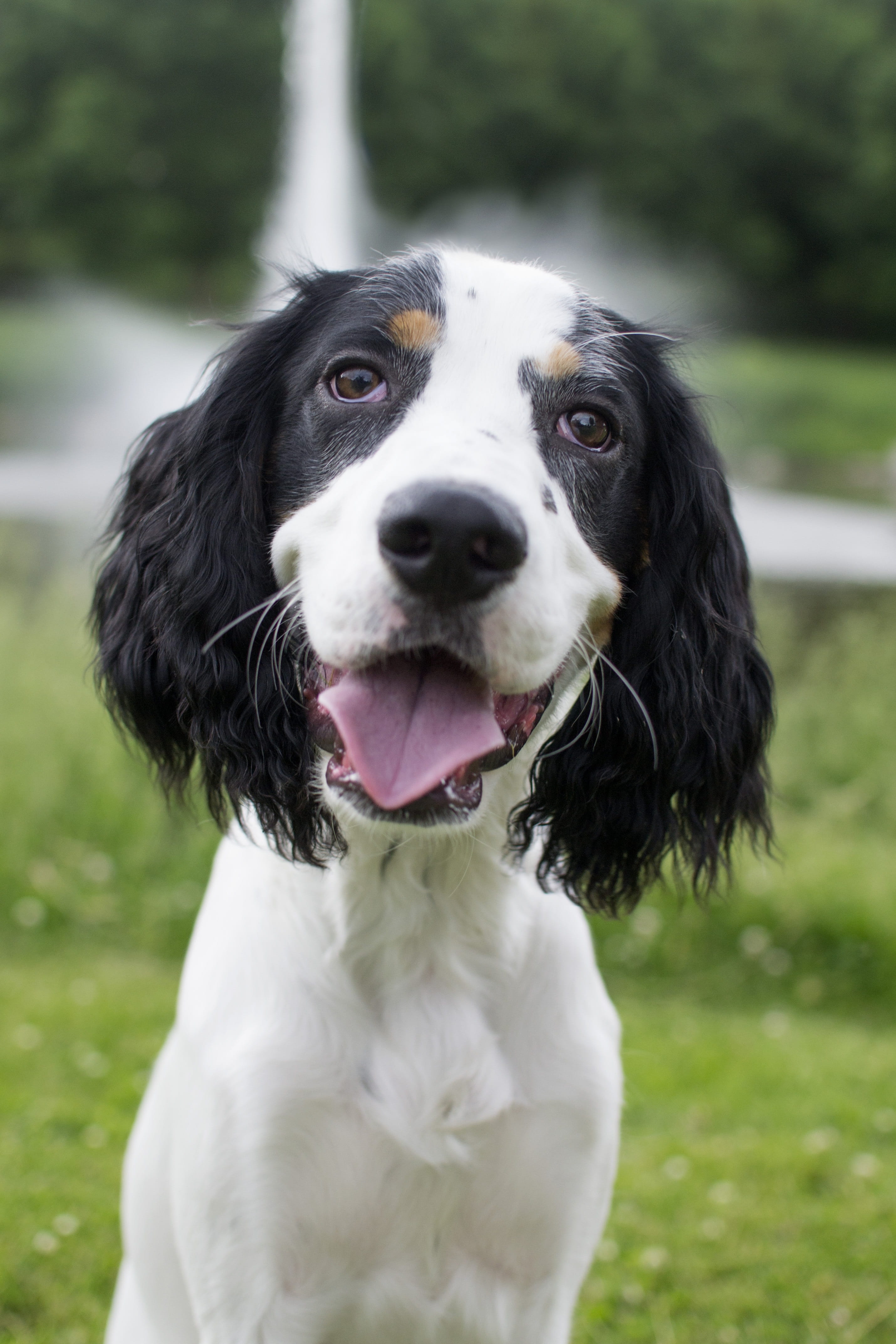 fun, springer, coated, looking, doggy, one animal, field, sitting, white, Canine, black, happy, young, animal mouth, puppy, Cute, domestic, animal, photo, Phone HD Wallpaper