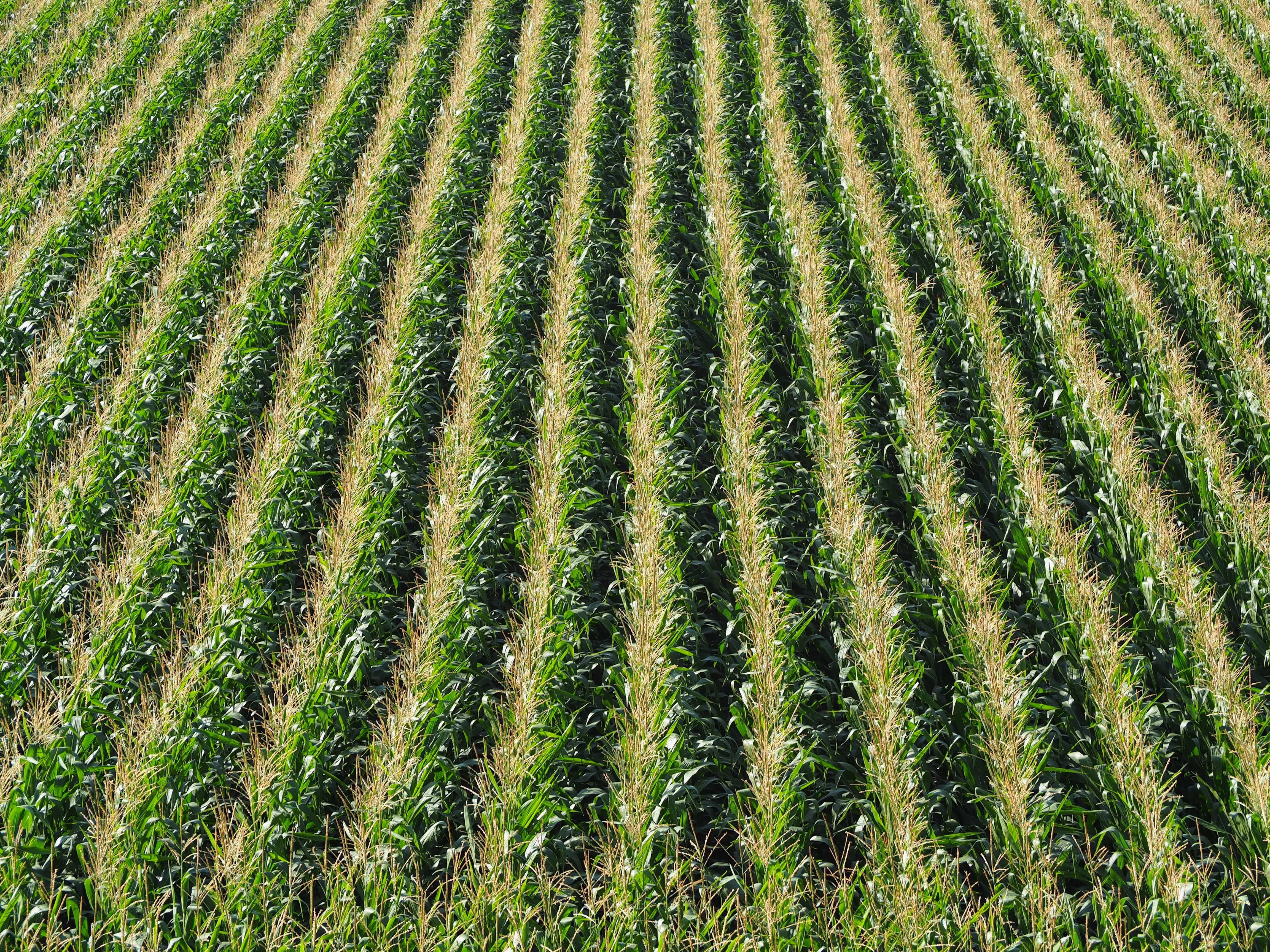green color, growth, food, summer, cornfield, plant, corn on the cob, beauty in nature, fields, landscape, corn plants, corn, crop, tranquility, farm, rural scene, HD Wallpaper