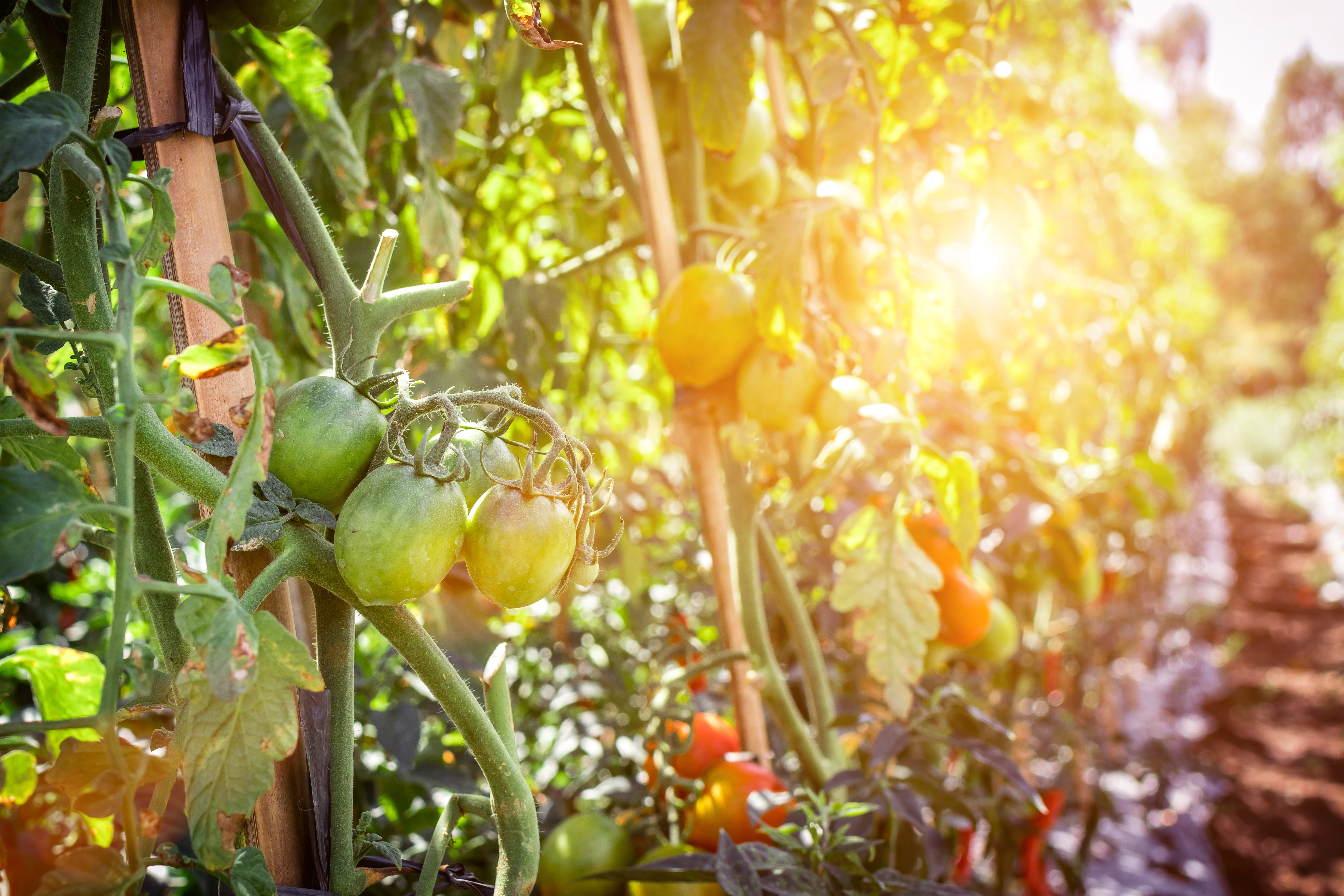 5K, flora, juicy, red, eat, food, agriculture, bright, sunlight, delicious, no people, nutrition, fruits, farm, growth, maturation, day, health, healthy, HD Wallpaper
