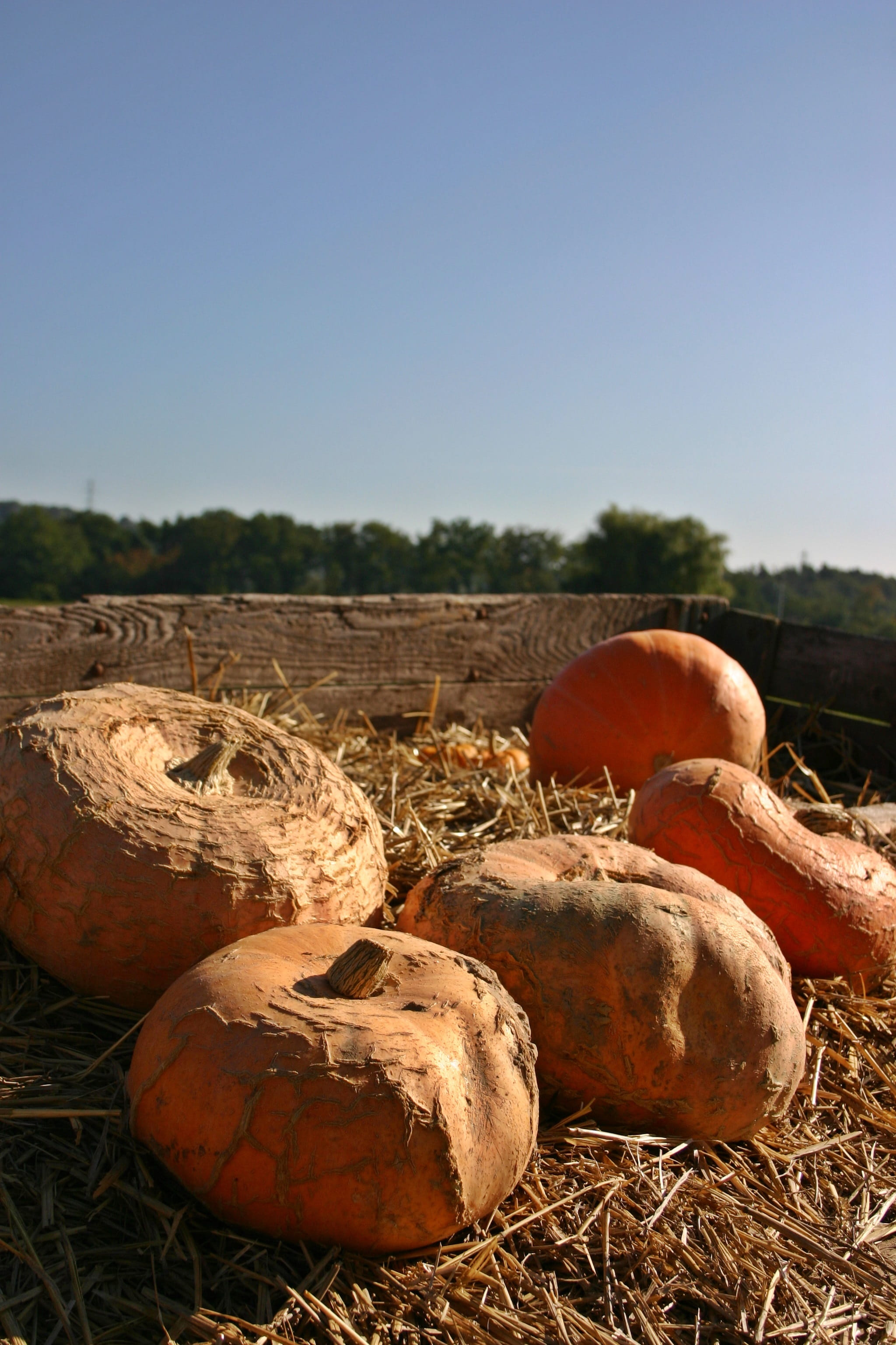 autumn, field, benefit from, nature, wellbeing, Sale, farm, straw, rural scene, september, tree, squash, 2K, landscape, brown, harvesting, outdoors, day, Phone HD Wallpaper
