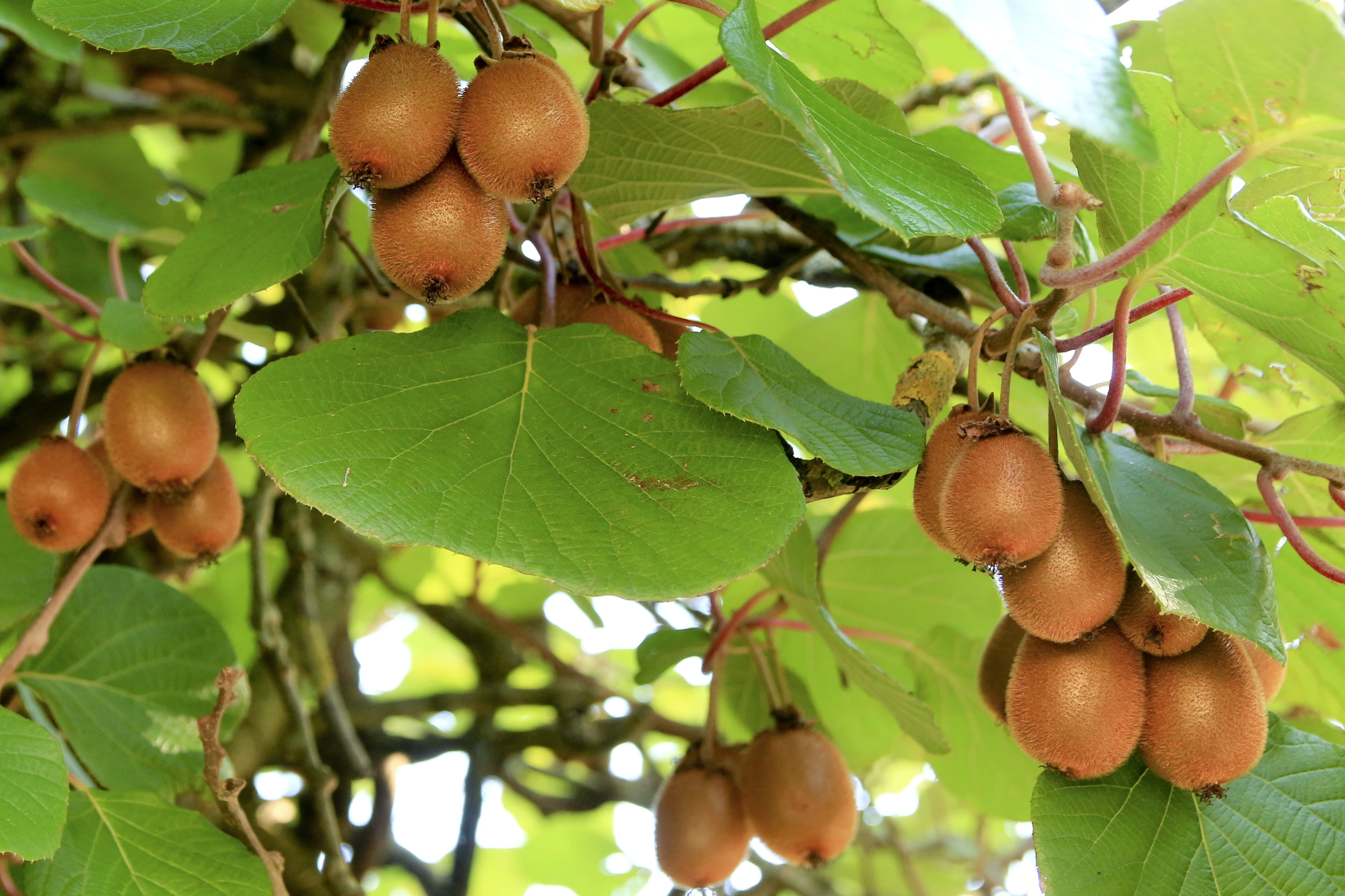 close-up, low angle view, vital substances, green, vitamins, minerals, benefit from, nutrition, round, kiwi, nature, food and drink, asia, wellbeing, sweet, HD Wallpaper