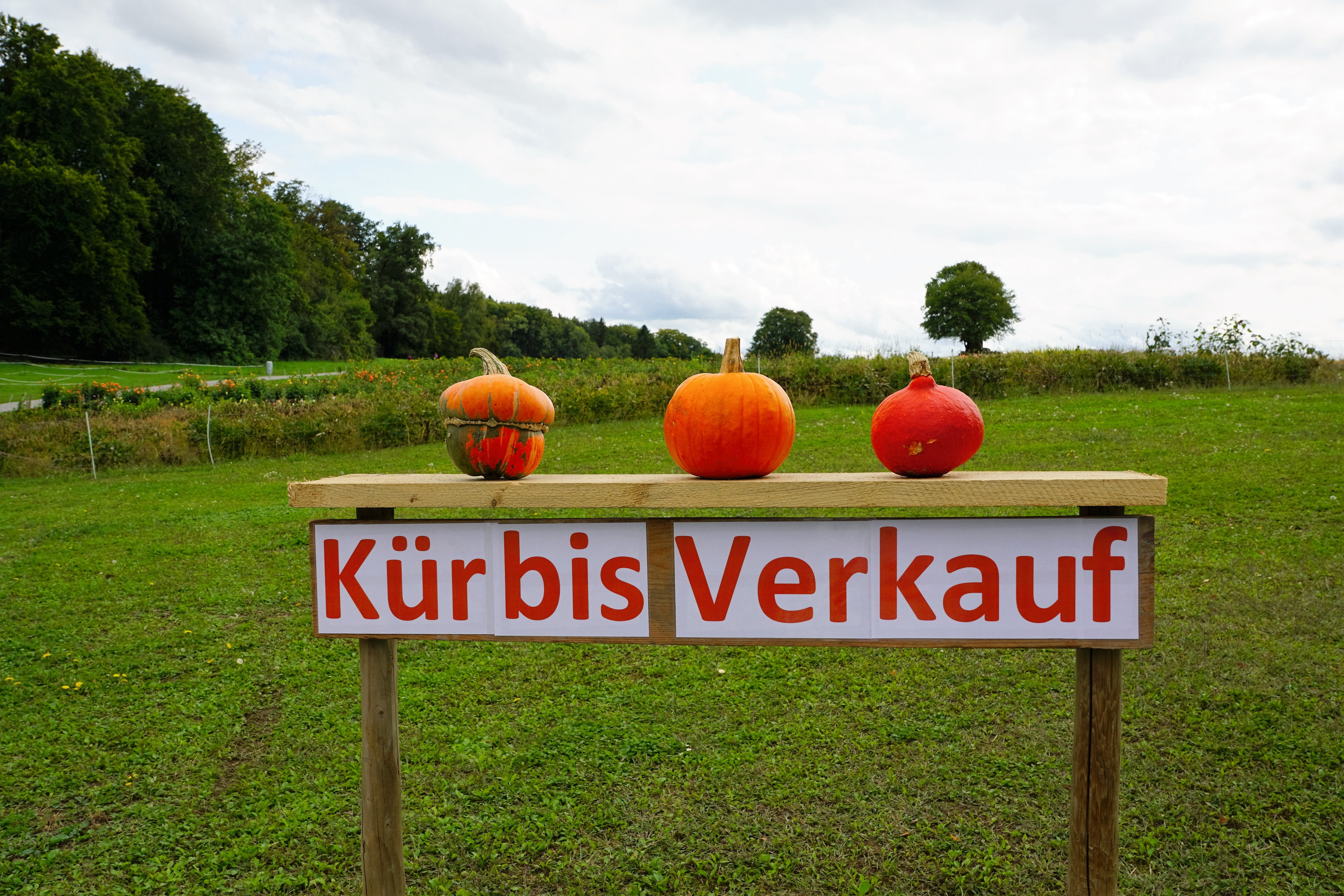 plant, western script, pumpkin species, healthy, thanksgiving, pumpkin soup, switzerland, information, preparation, autumn, cute, communication, farm, invitation, HD Wallpaper