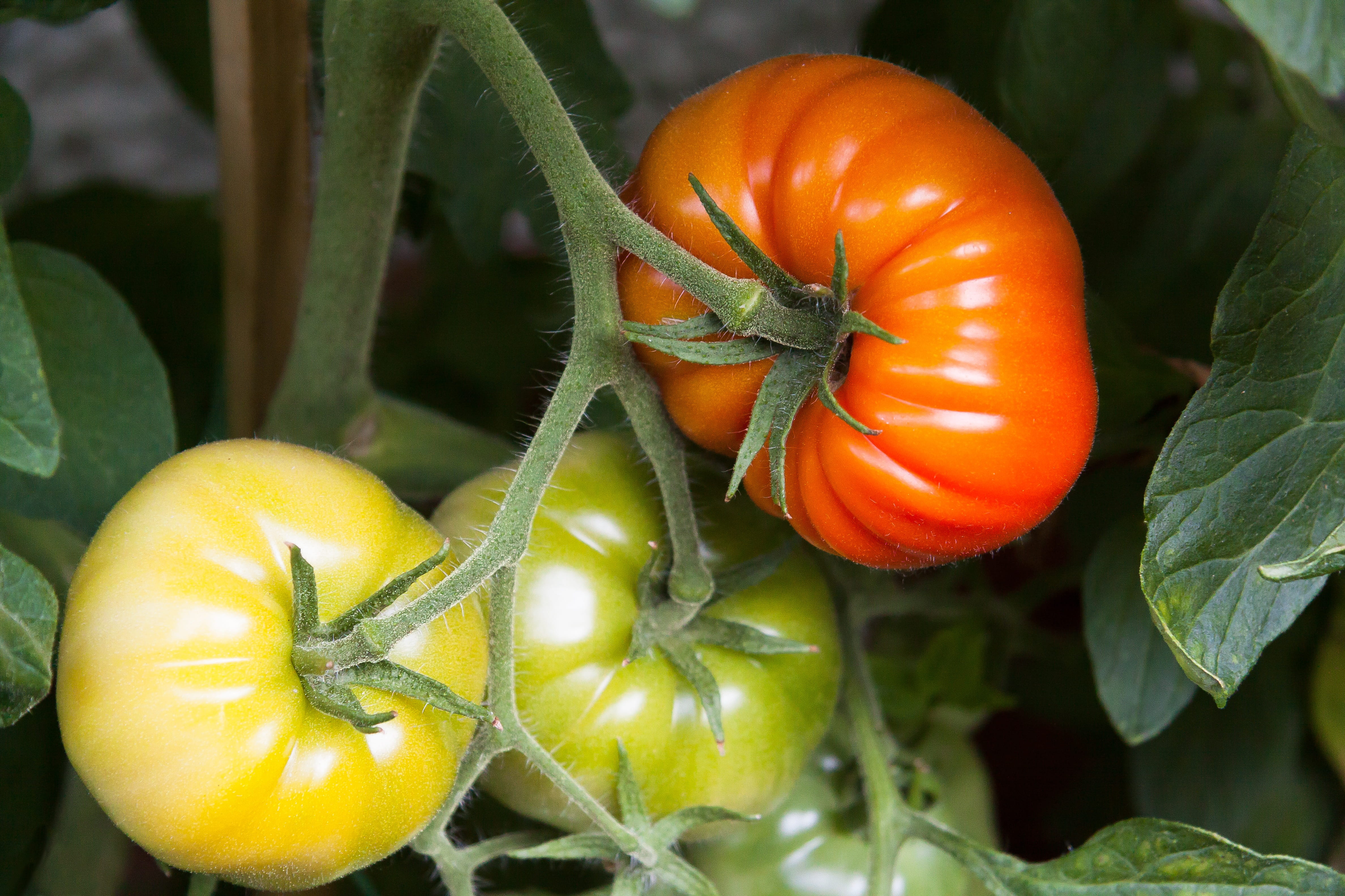 wellbeing, growth, day, leaf, outdoors, tomato breeding, tomatenrispe, home garden, nachtschattengewächs, food, mature, nature, food and drink, eat, green, HD Wallpaper