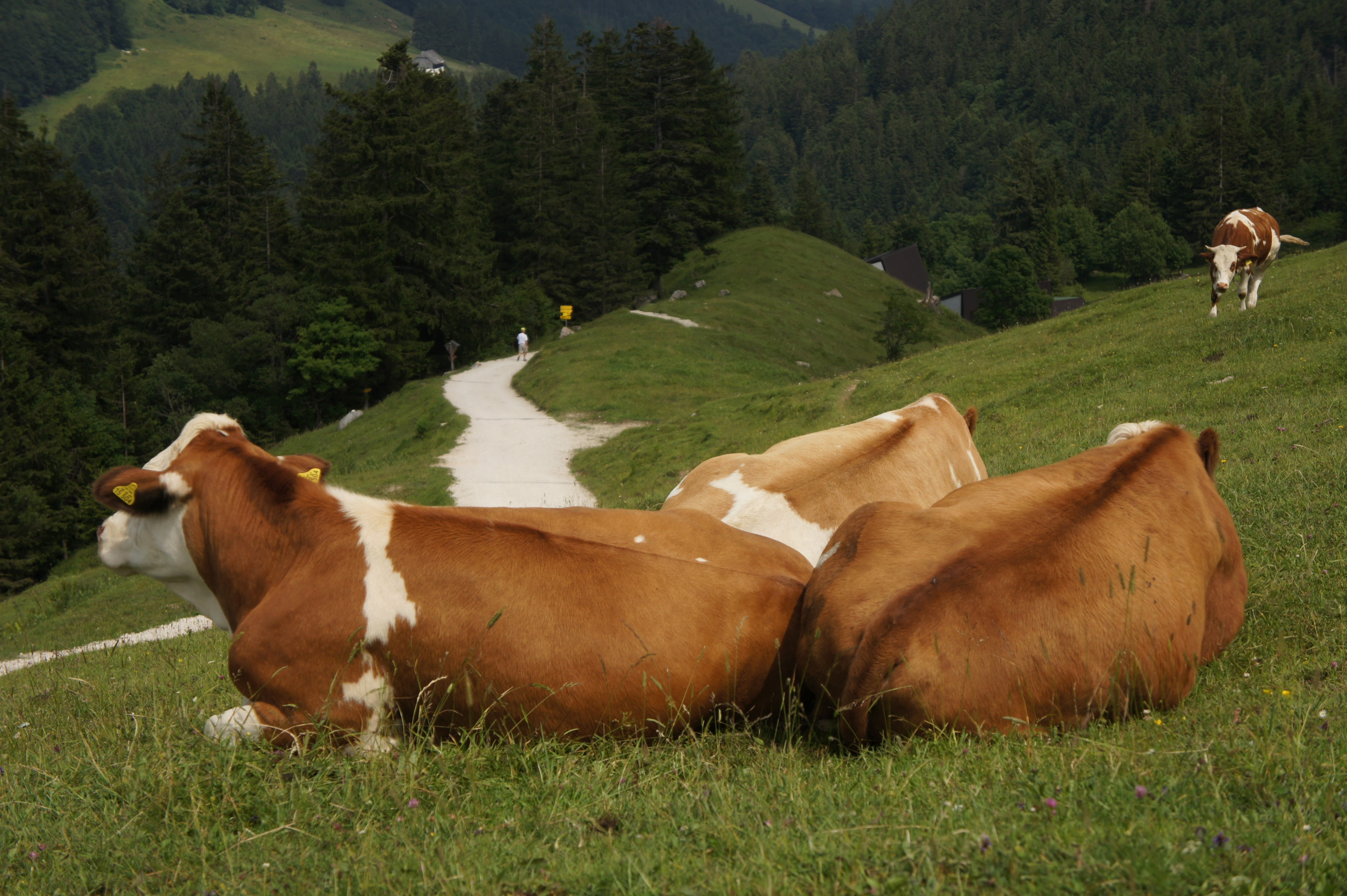 bauer, livestock, group of animals, domestic, mammal, relaxed, alpine, grass, animal themes, 4K, cattle, no people, animal, land, herbivorous, domestic animals, HD Wallpaper
