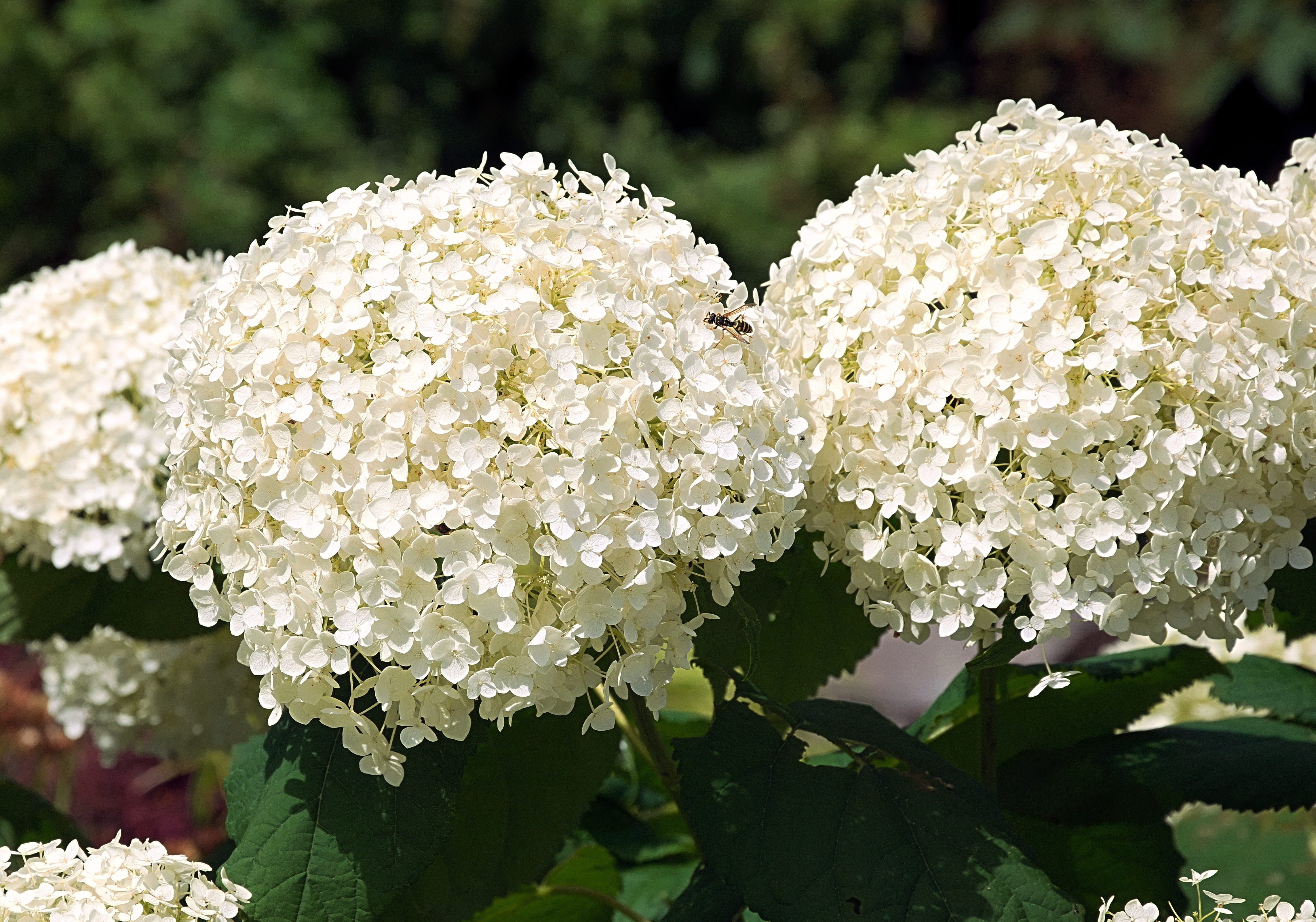 bauer hydrangea, inflorescence, growth, day, close-up, nature, flower, focus on foreground, bunch of flowers, blossom, flower head, white color, plant, HD Wallpaper