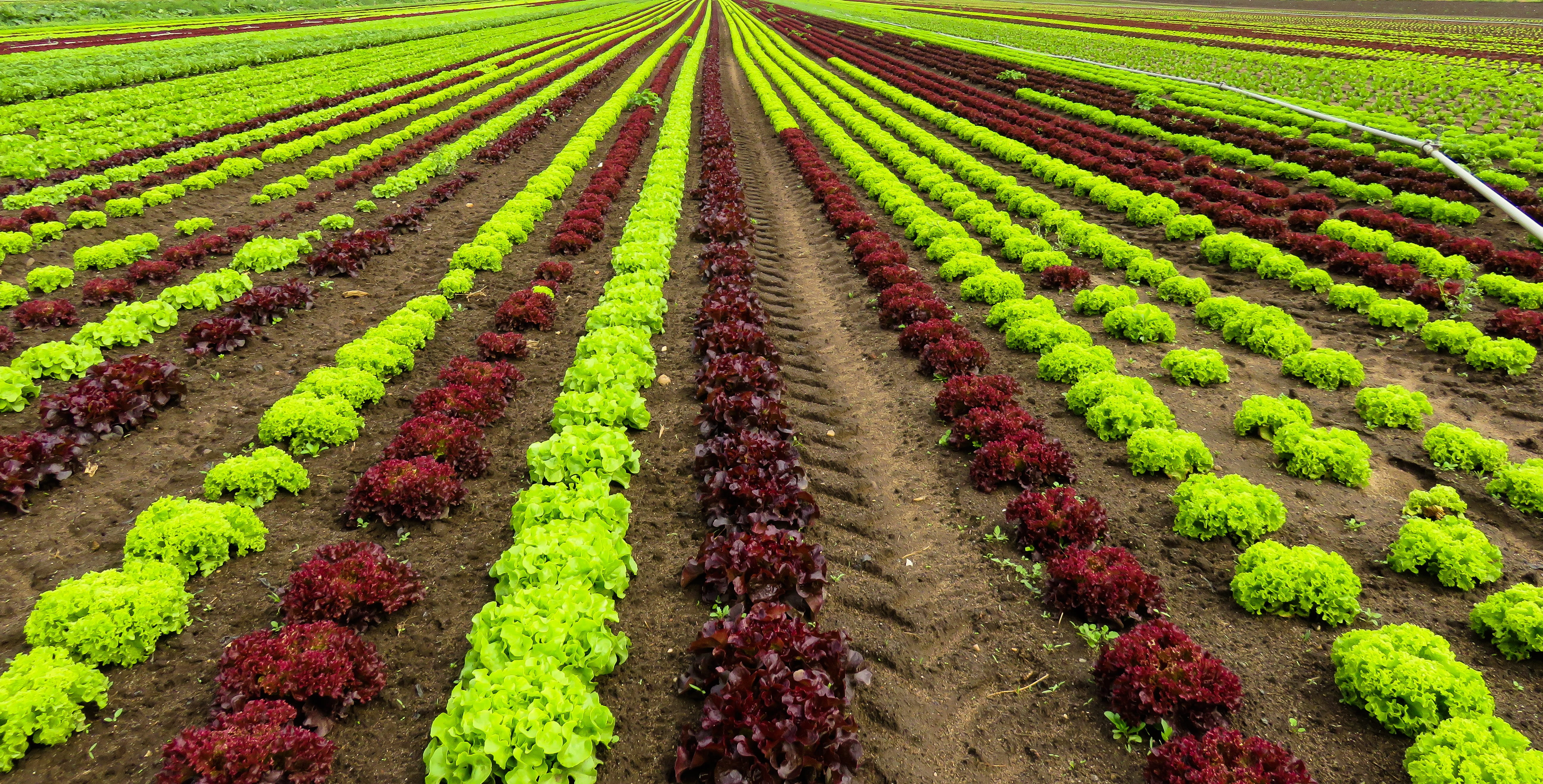 harvest, beauty in nature, environment, red, cultivation, farm, rural scene, freshness, gardening, crop, springtime, field, vegetable, in a row, growth, HD Wallpaper