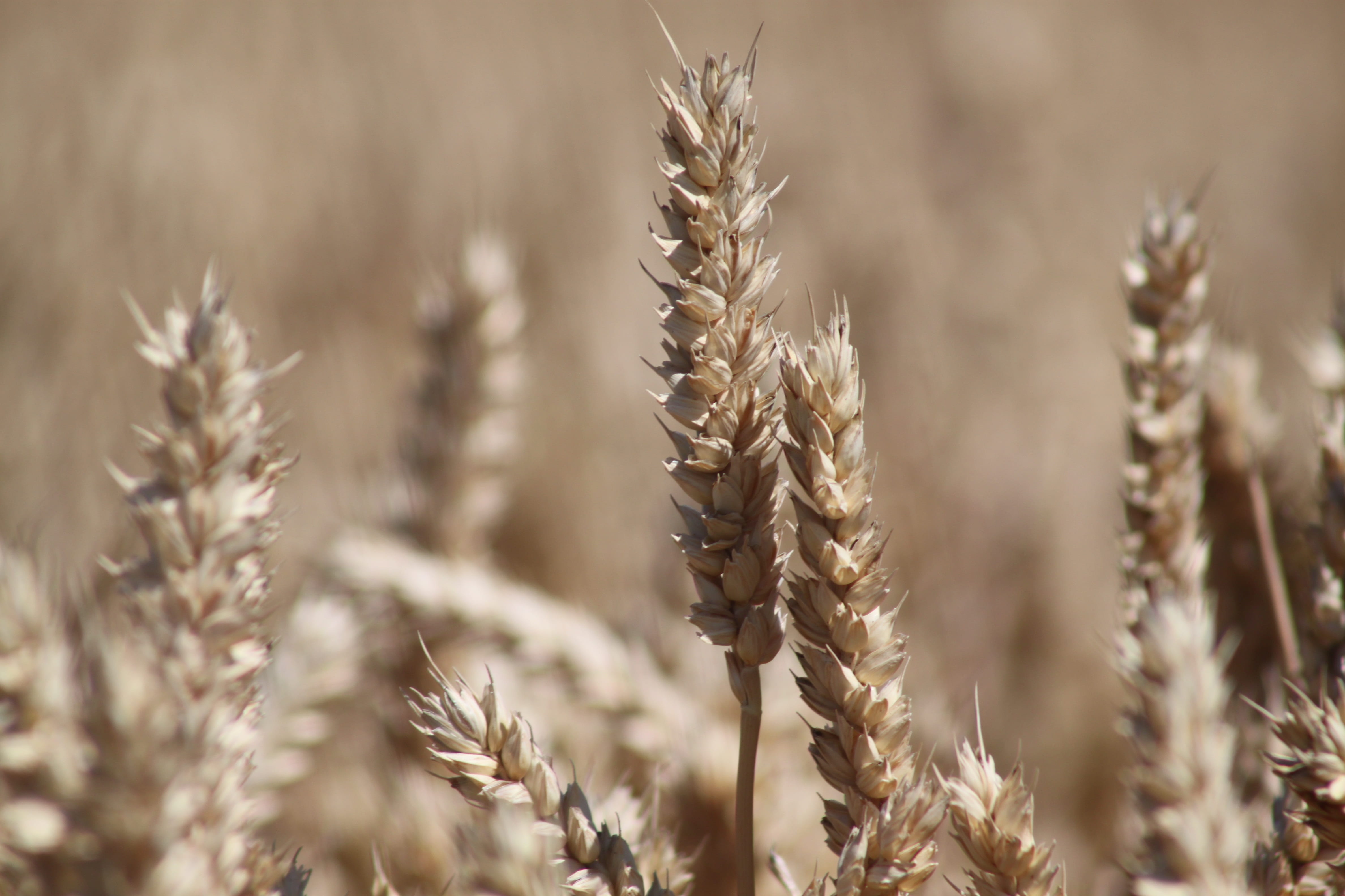 crop, ripe, nature, rural scene, grain, food, no people, field, close-up, outdoors, plant, gold, farm, 4K, healthy, wheat, landscape, bauer, cereal plant, HD Wallpaper