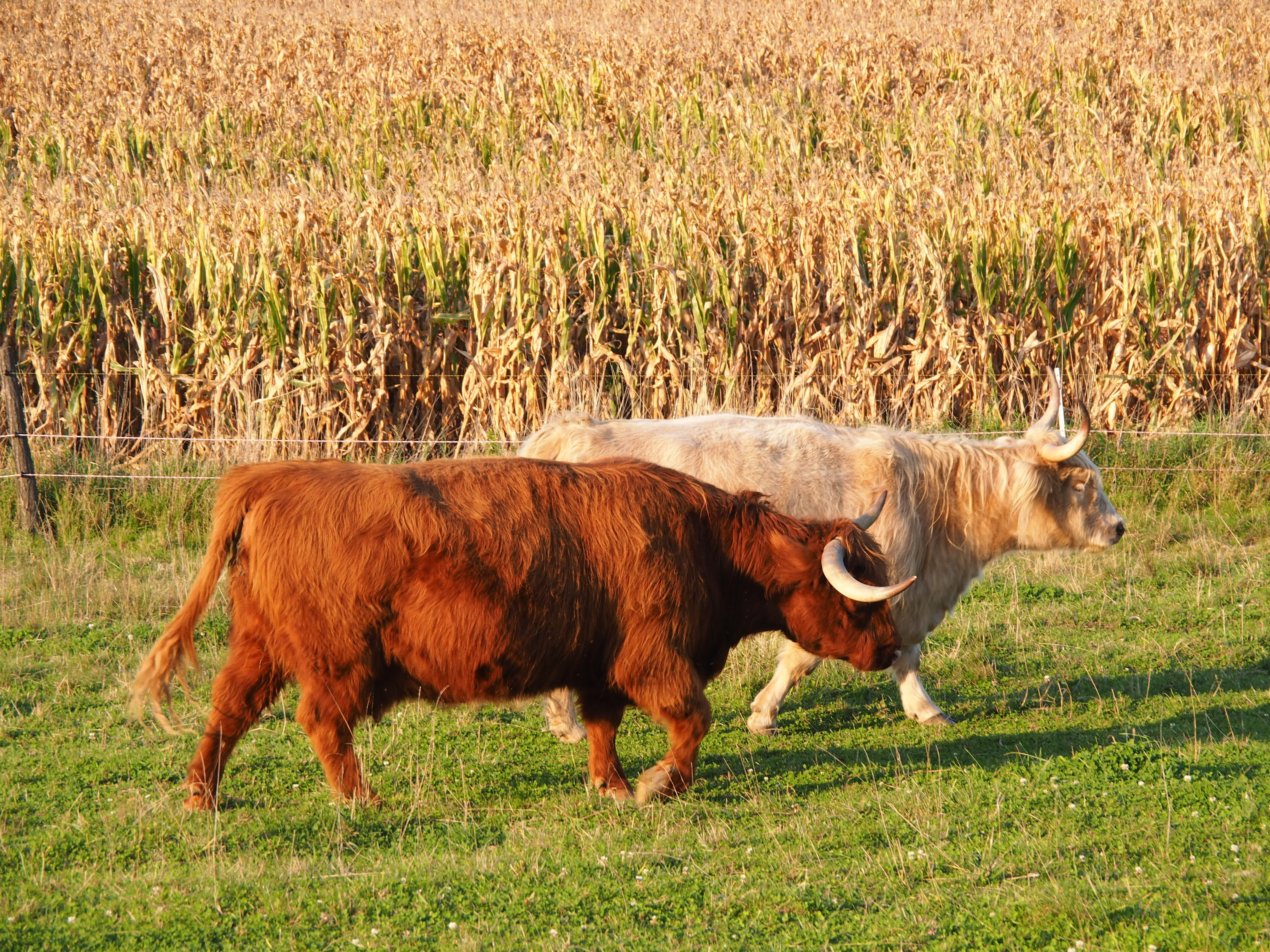 domestic animals, face, farm, vertebrate, eye, alm, view, field, group of animals, rural, grass, bauer, animal, herbivorous, highland beef, romance, pasture, HD Wallpaper