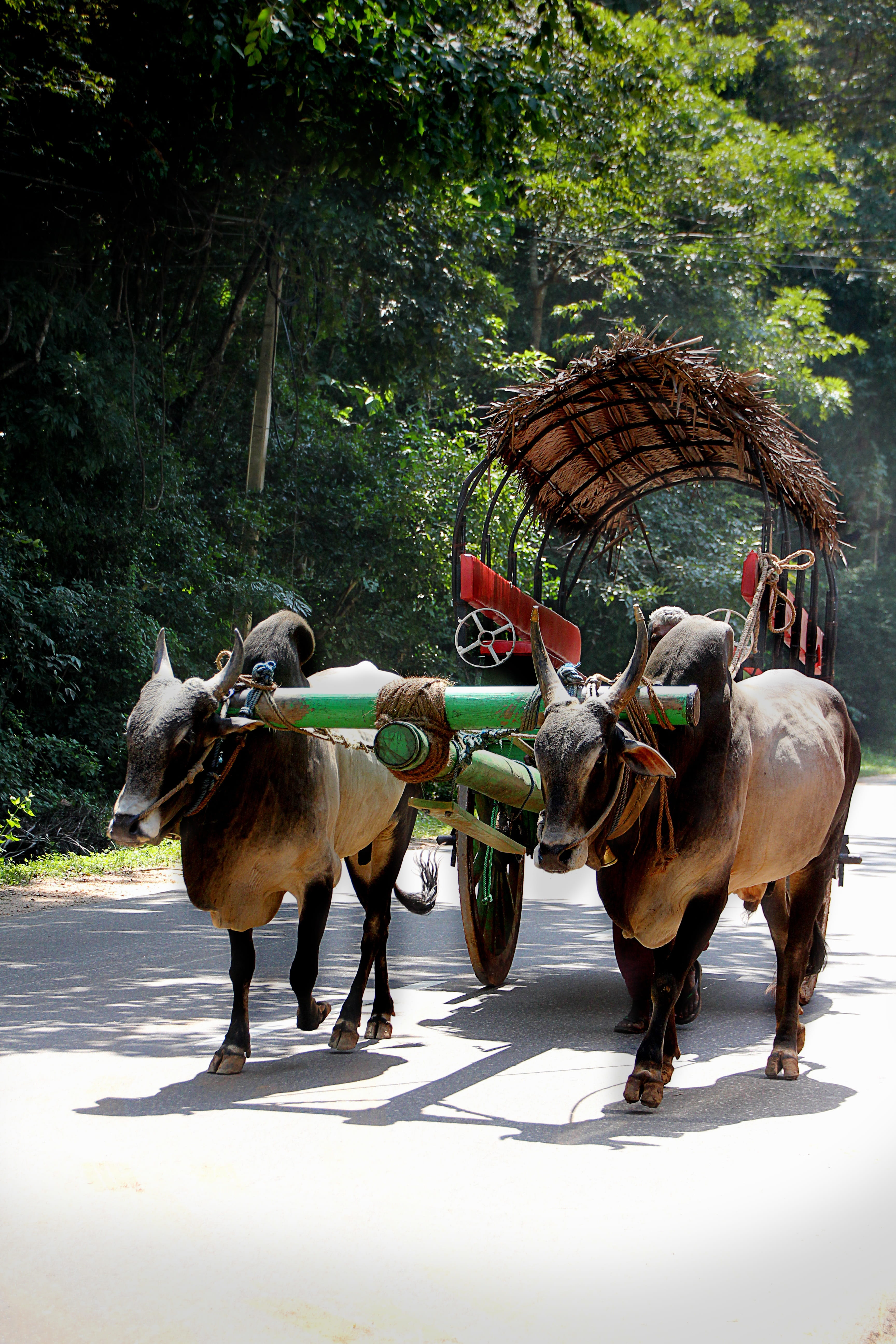 no people, vertebrate, plant, herbivorous, Bauer, Sri Lanka, full length, agriculture, two animals, transportation, idyll, domestic animals, mammal, Cart, Phone HD Wallpaper