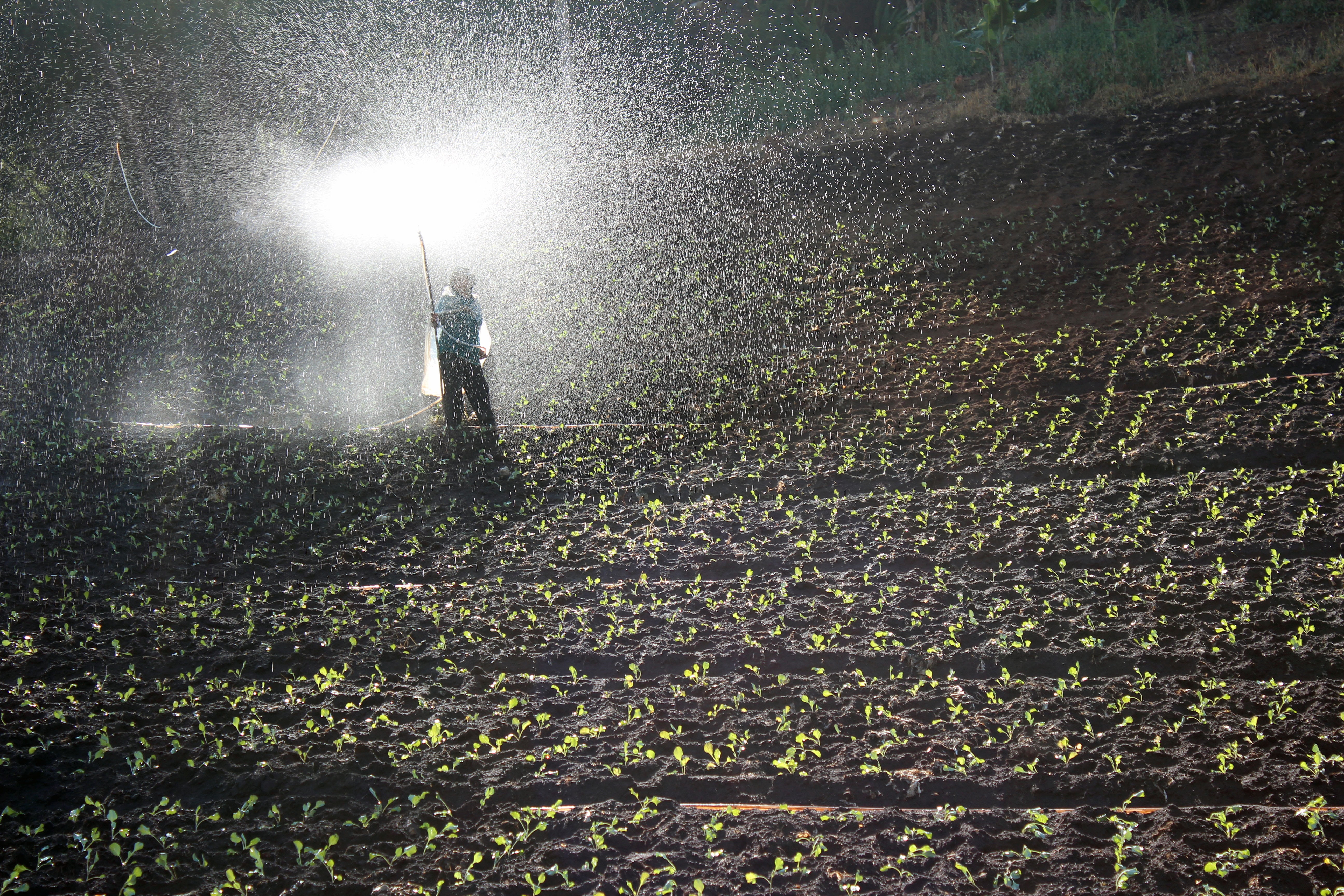 standing, night, water, field workers, spray, adults only, men, only men, growth, plant, land, daytime, day, sunlight, people, one man only, unrecognizable person, HD Wallpaper