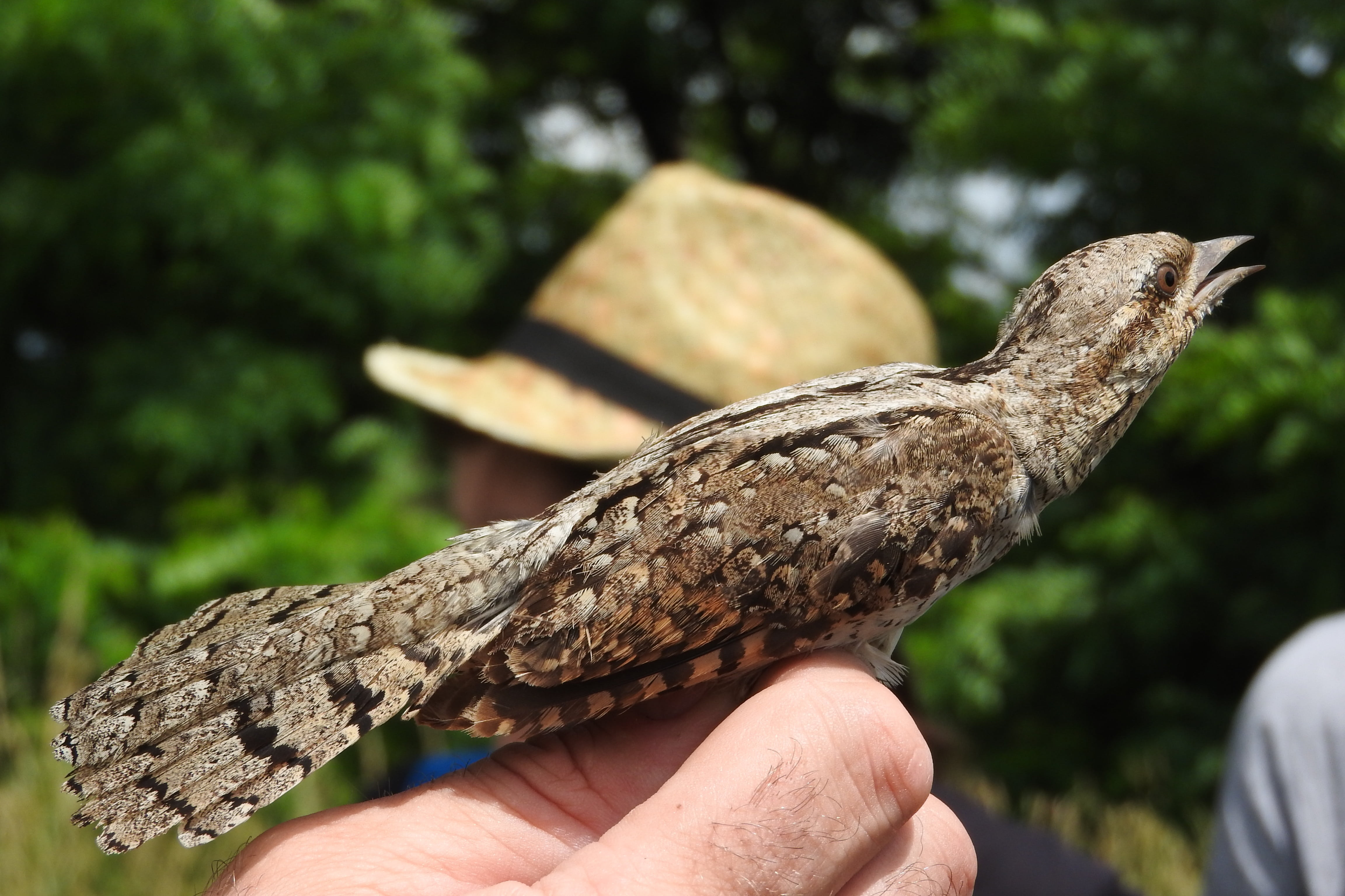 wildlife, animal wildlife, wryneck, close-up, ornithology, hand, one person, nature, 4K, finger, bird, day, vertebrate, real people, human body part, one animal, HD Wallpaper