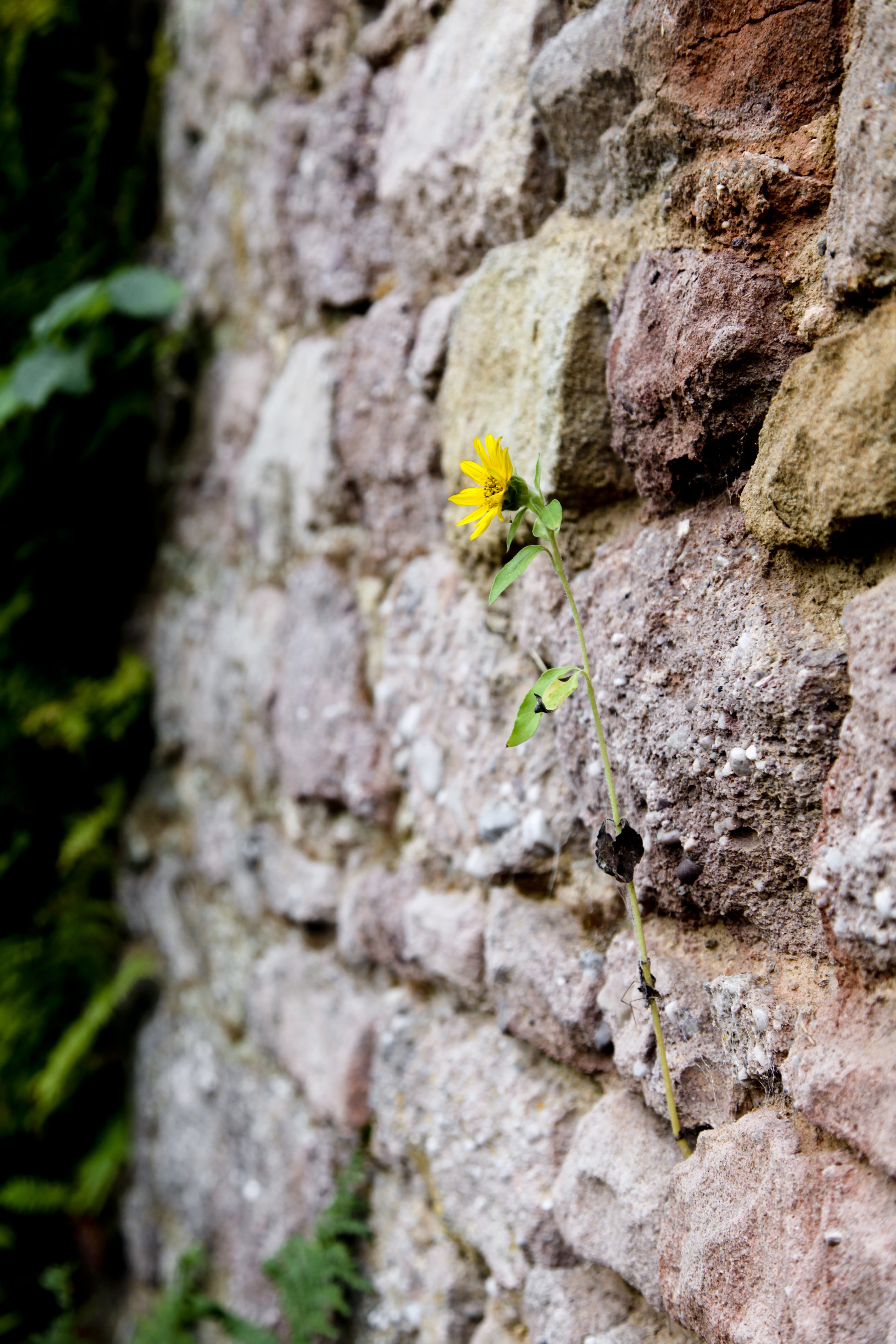 textured, close-up, natural stone, sunflower, tree trunk, stone wall, rough, solid, nature, flowering plant, wall - building feature, day, wall, growth, Phone HD Wallpaper