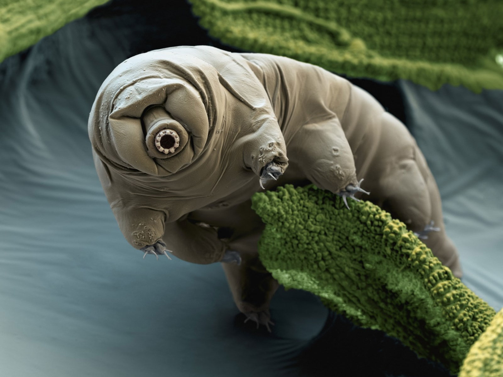 tardigrade, 720P, HD Wallpaper