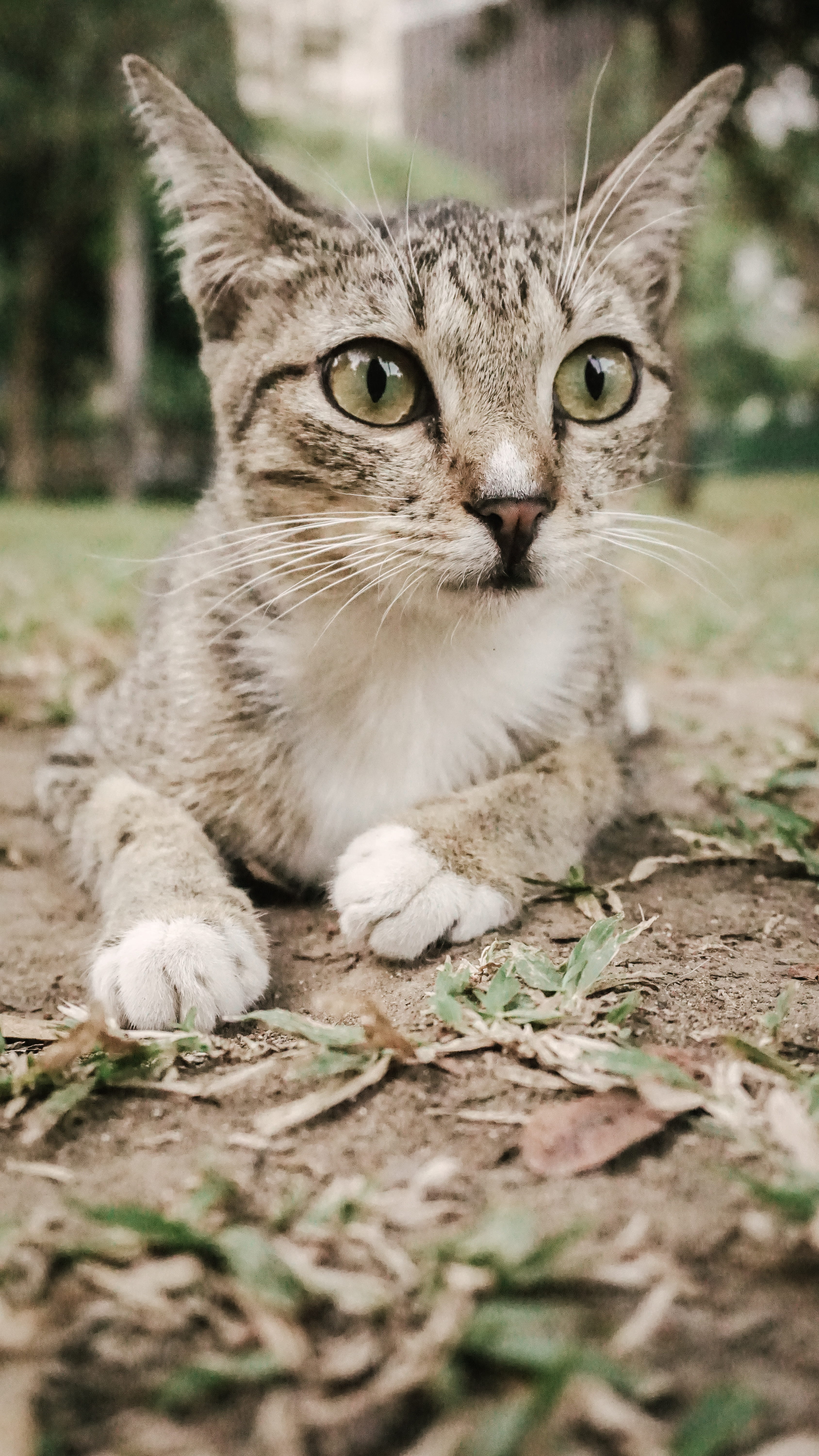 makati, one animal, pussy cat, surface level, no people, 5K, curious, looking at camera, mammal, calm, pet, domestic, tabby, outdoor, cat, relaxation, Phone HD Wallpaper