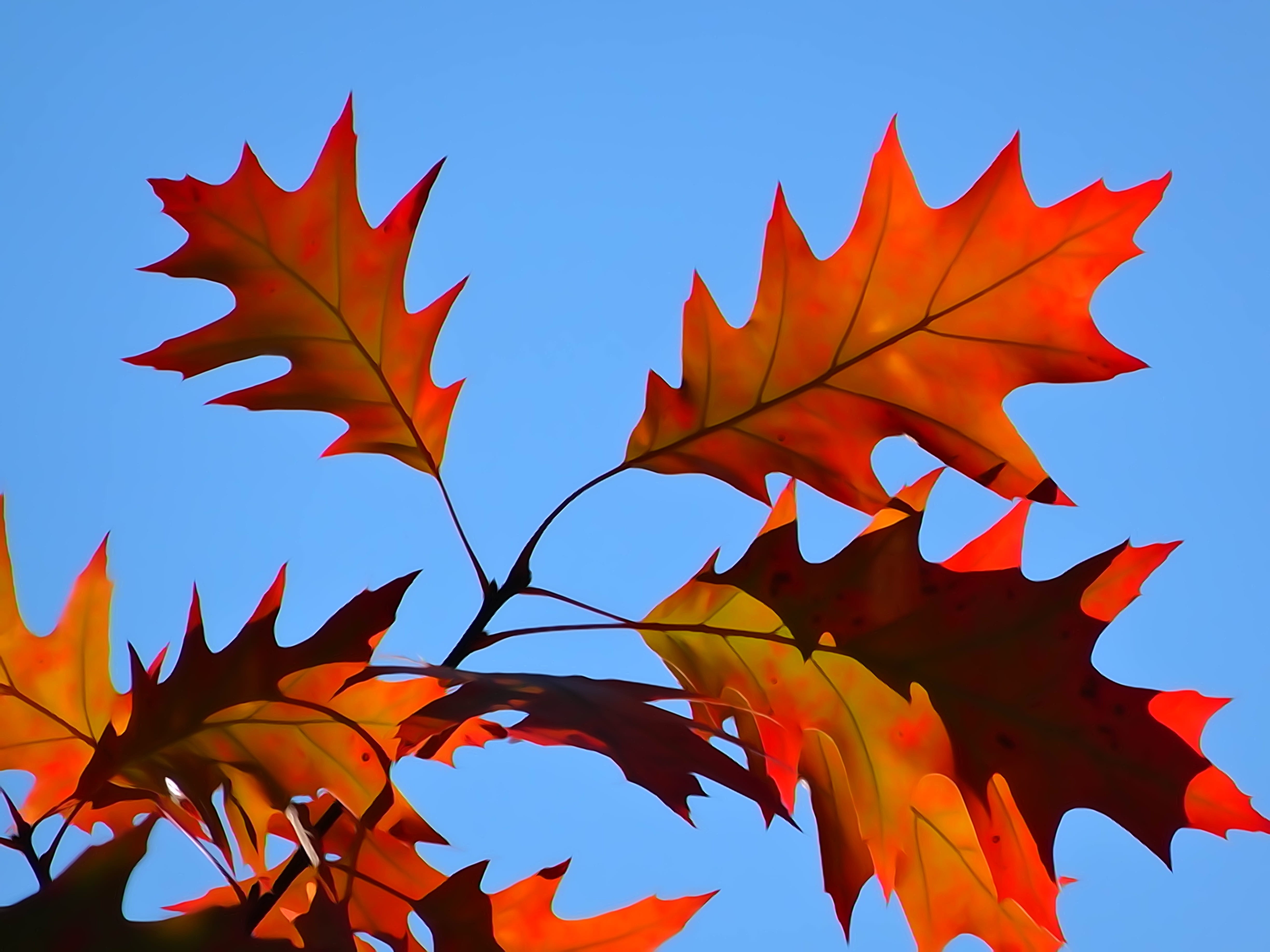 growth, orange color, day, maple leaf, 4K, autumn gold, tree, low angle view, the decrease in, plant part, sky, foliage, orange, autumn, close-up, leaf, HD Wallpaper