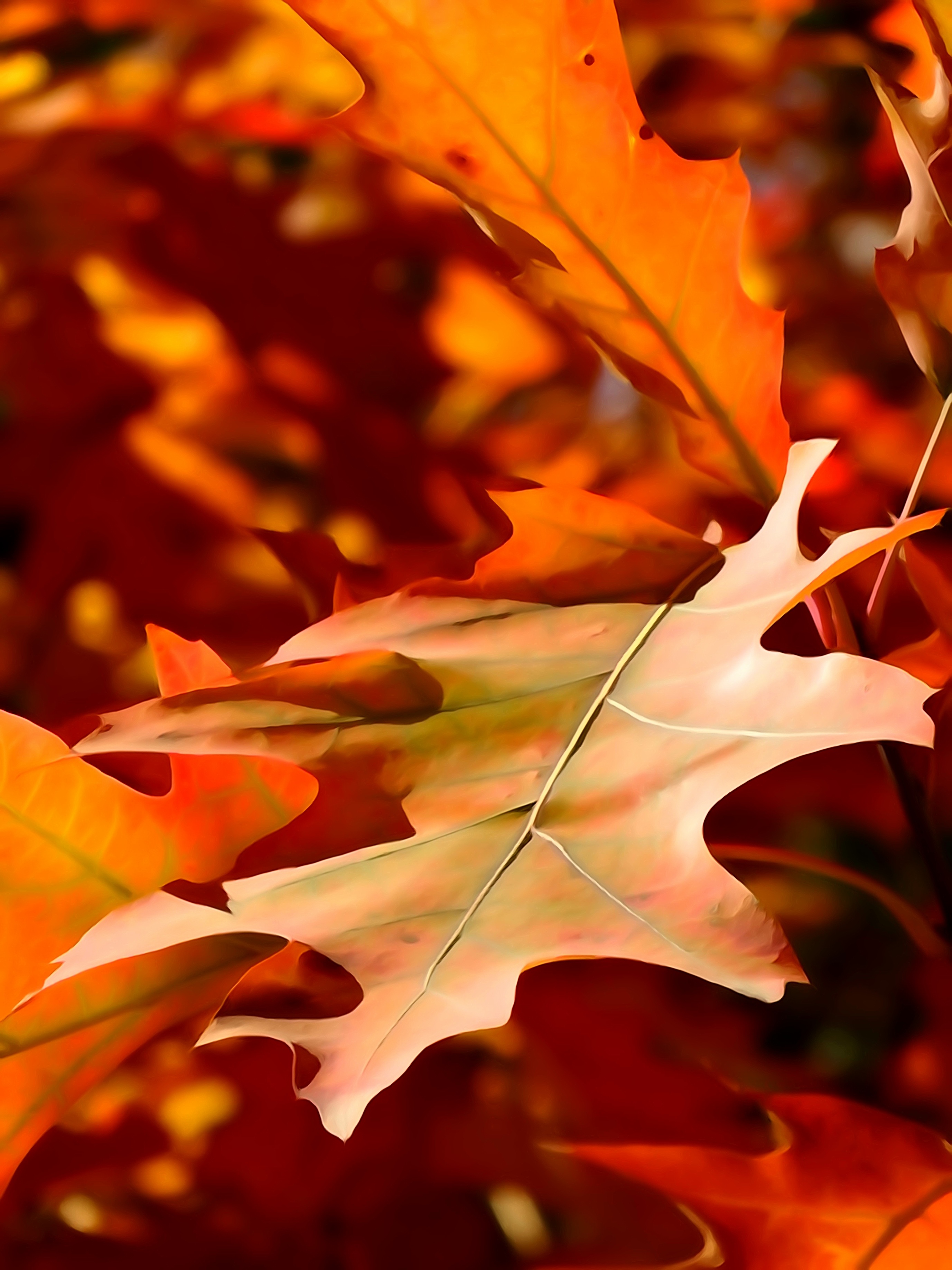 leaves, orange color, outdoors, flowering plant, maple leaf, plant part, selective focus, nature, change, fragility, no people, leaf, growth, flower head, Phone HD Wallpaper