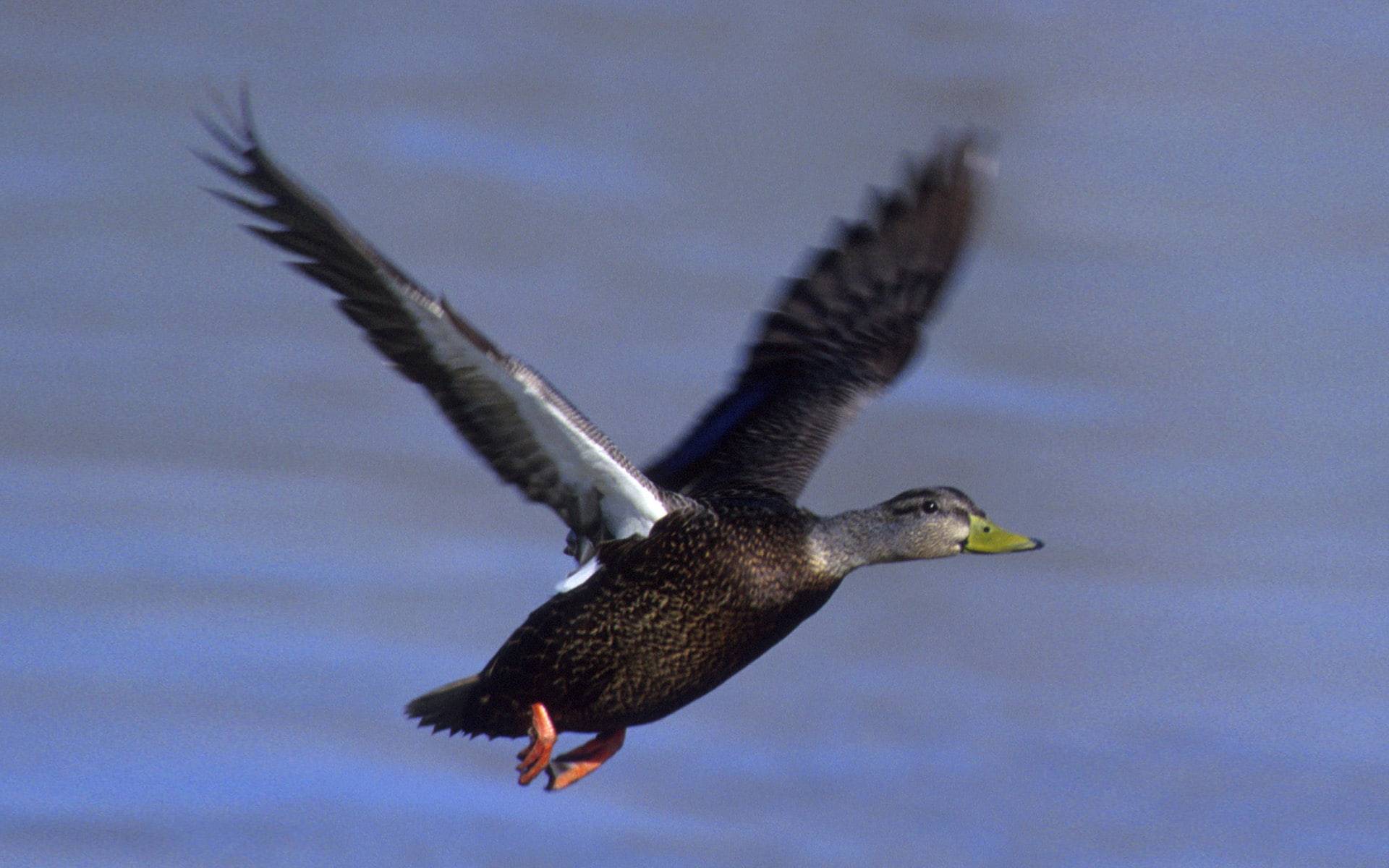 long, wary, decreasing, habitat, duck, fast, valued, bird, destruction, wing, 1080P, gradually, black, concern, although, extremely, form, due, least, HD Wallpaper