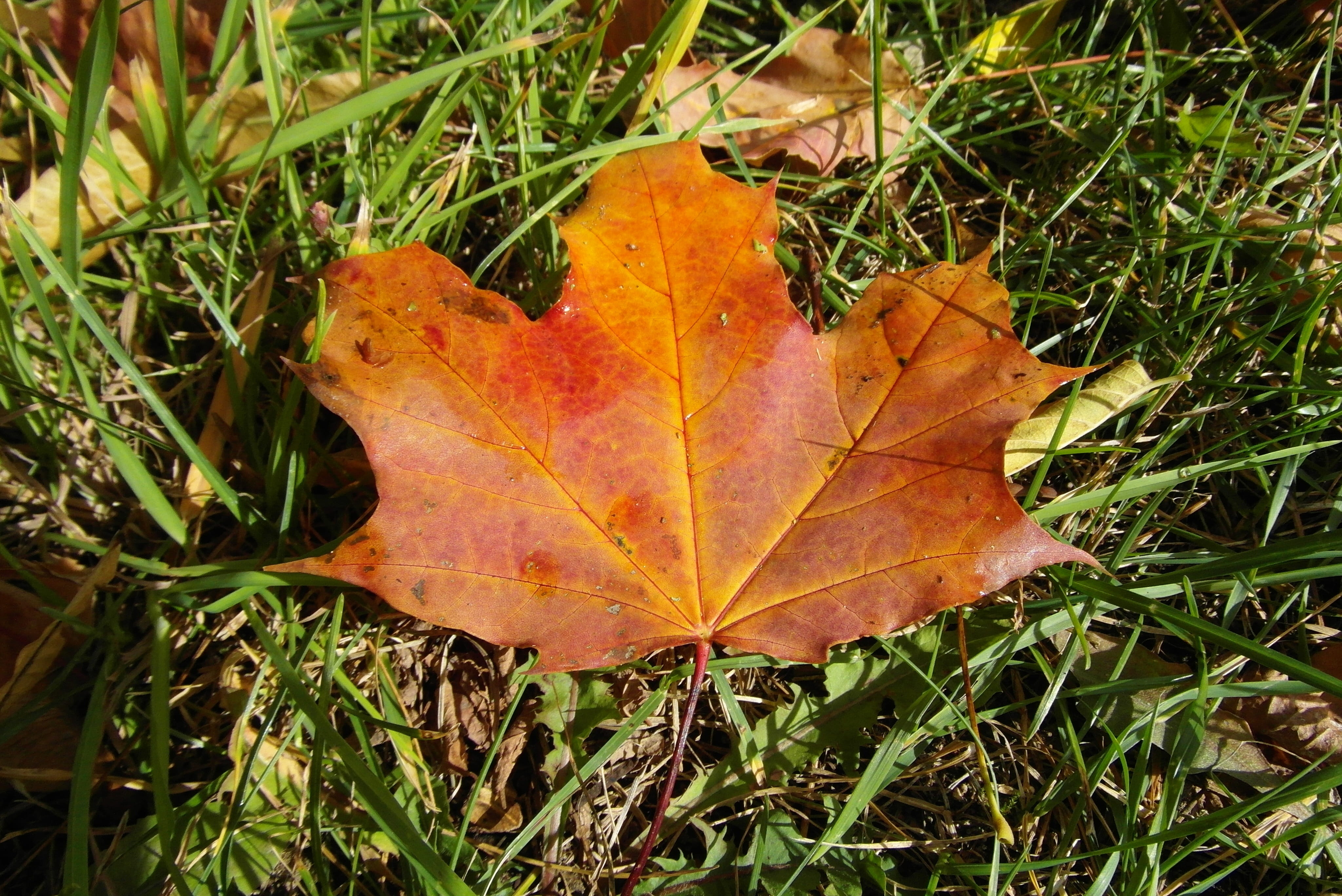close-up, grass, the decrease in, land, outdoors, change, high angle view, falling, leaf vein, leaves, orange color, clone, plant part, dry, colored, natural condition, HD Wallpaper