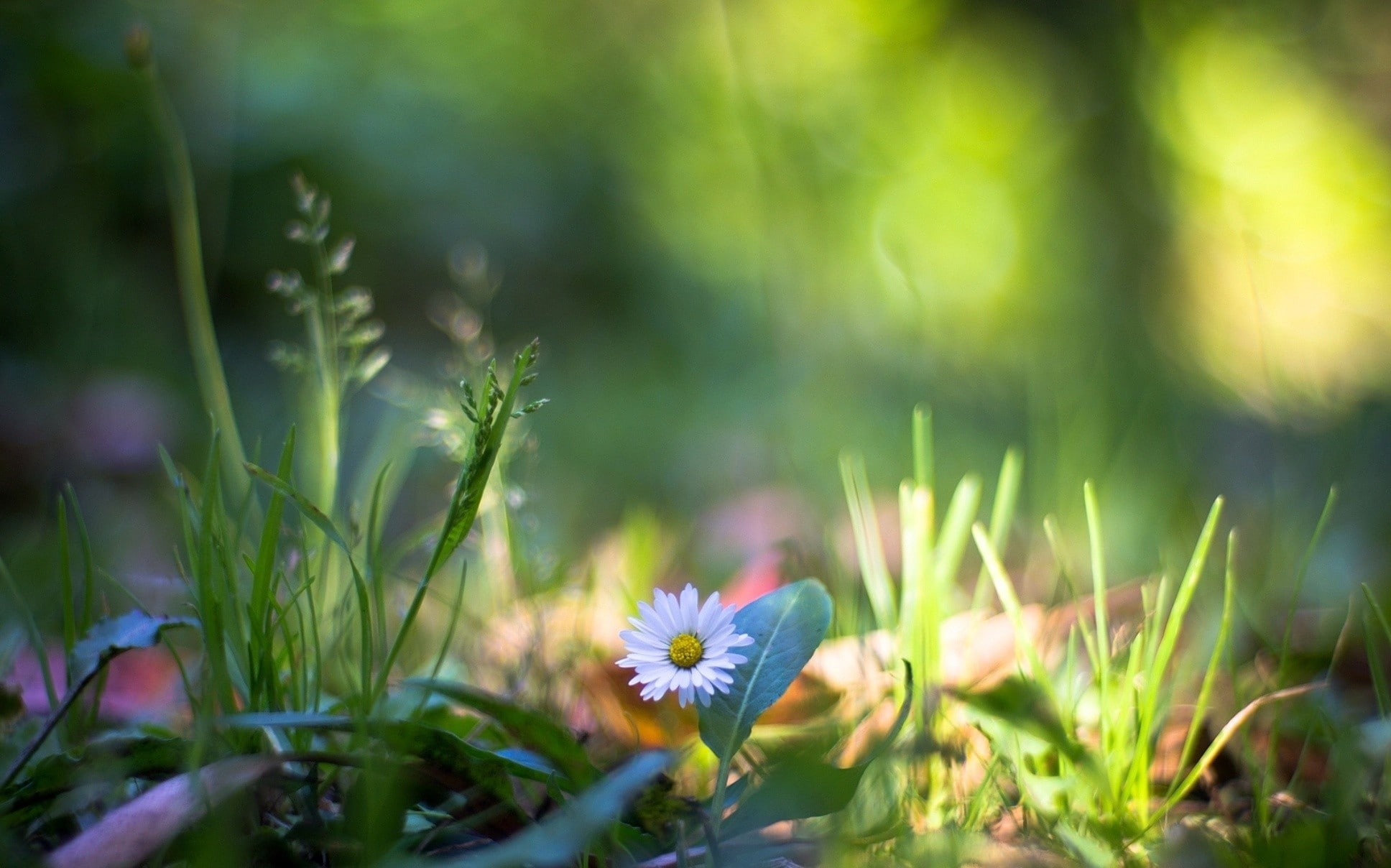 daisies, flowers, plants, bokeh, 1080P, nature, grass, HD Wallpaper