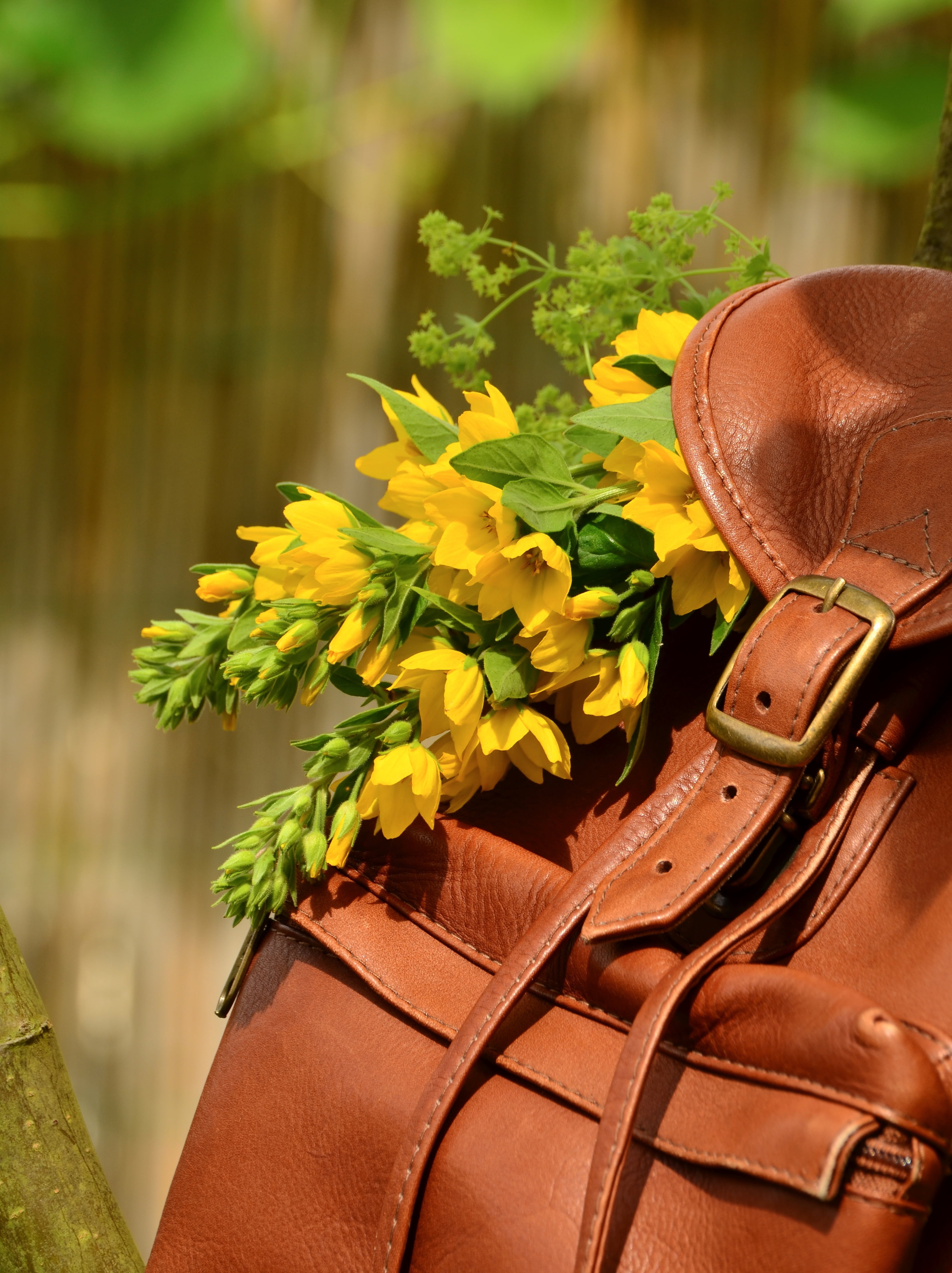 closure, bag, day, buckle, outdoors, 4K, selective, greeting, thank you, mothers day, romantic, green color, bloom, birthday, focus, plant part, goldfelberich, Phone HD Wallpaper