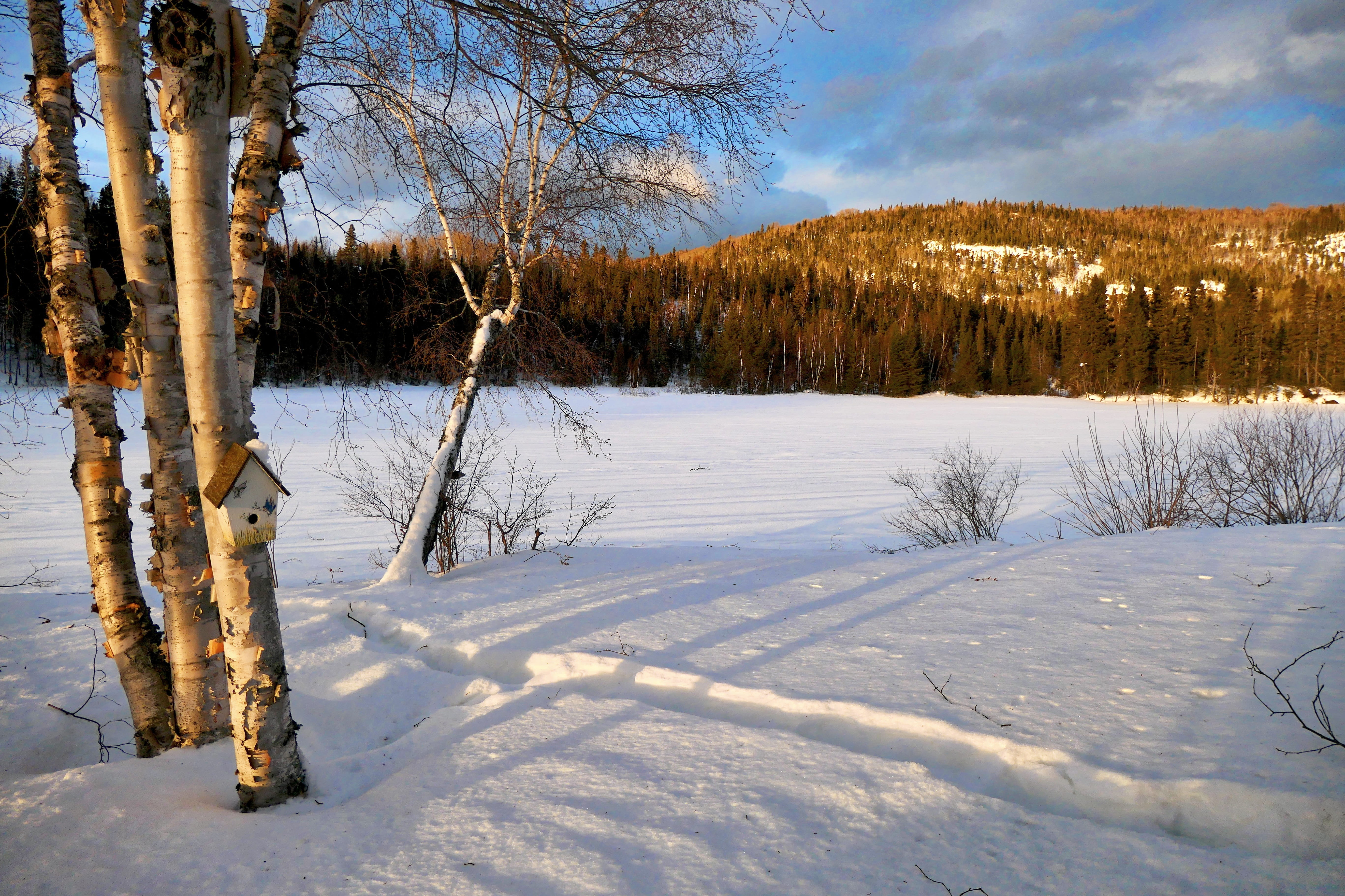canada, tranquility, land, nature, 5K, cold, bare tree, plant, trees, mountain, covering, sky, fir, winter, gel, tree, no people, outdoors, birch, day, HD Wallpaper