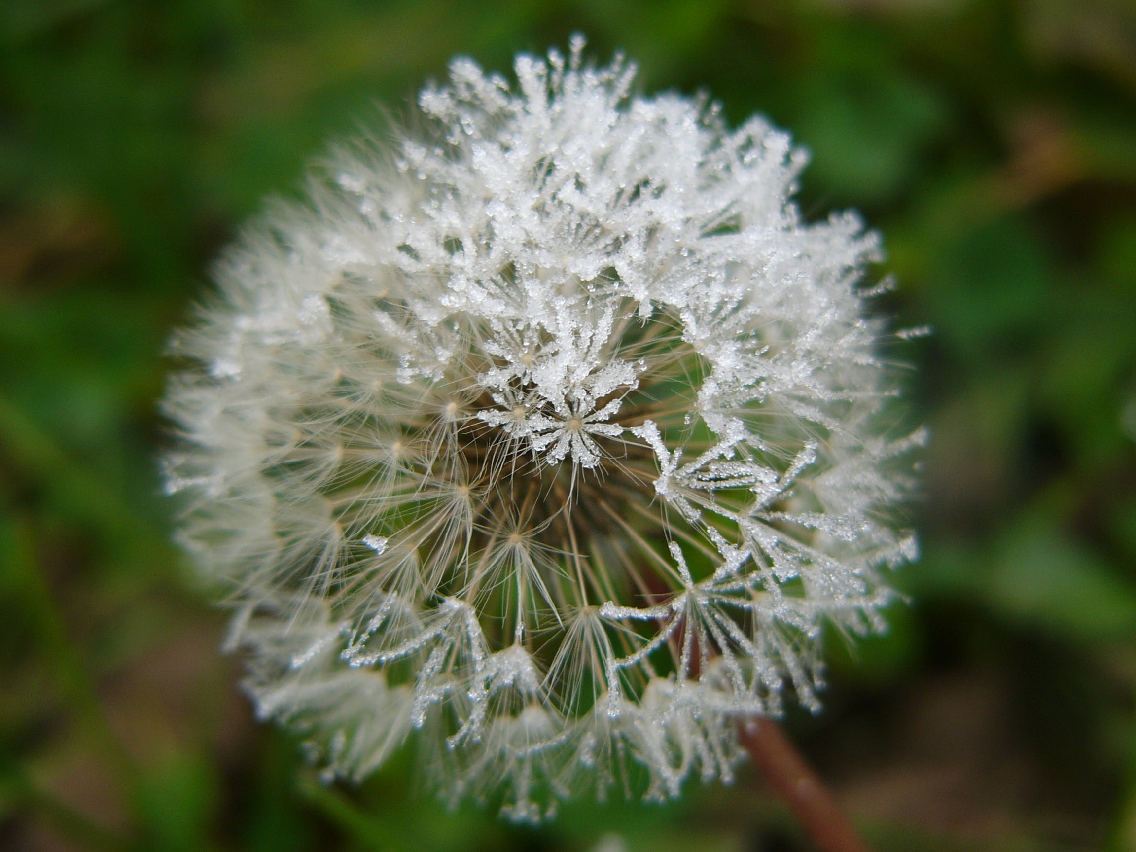 frost, 1080P, no people, dandelion seed, vulnerability, softness, gel, focus on foreground, dew, dandelion, beauty in nature, plant, winter, fragility, HD Wallpaper