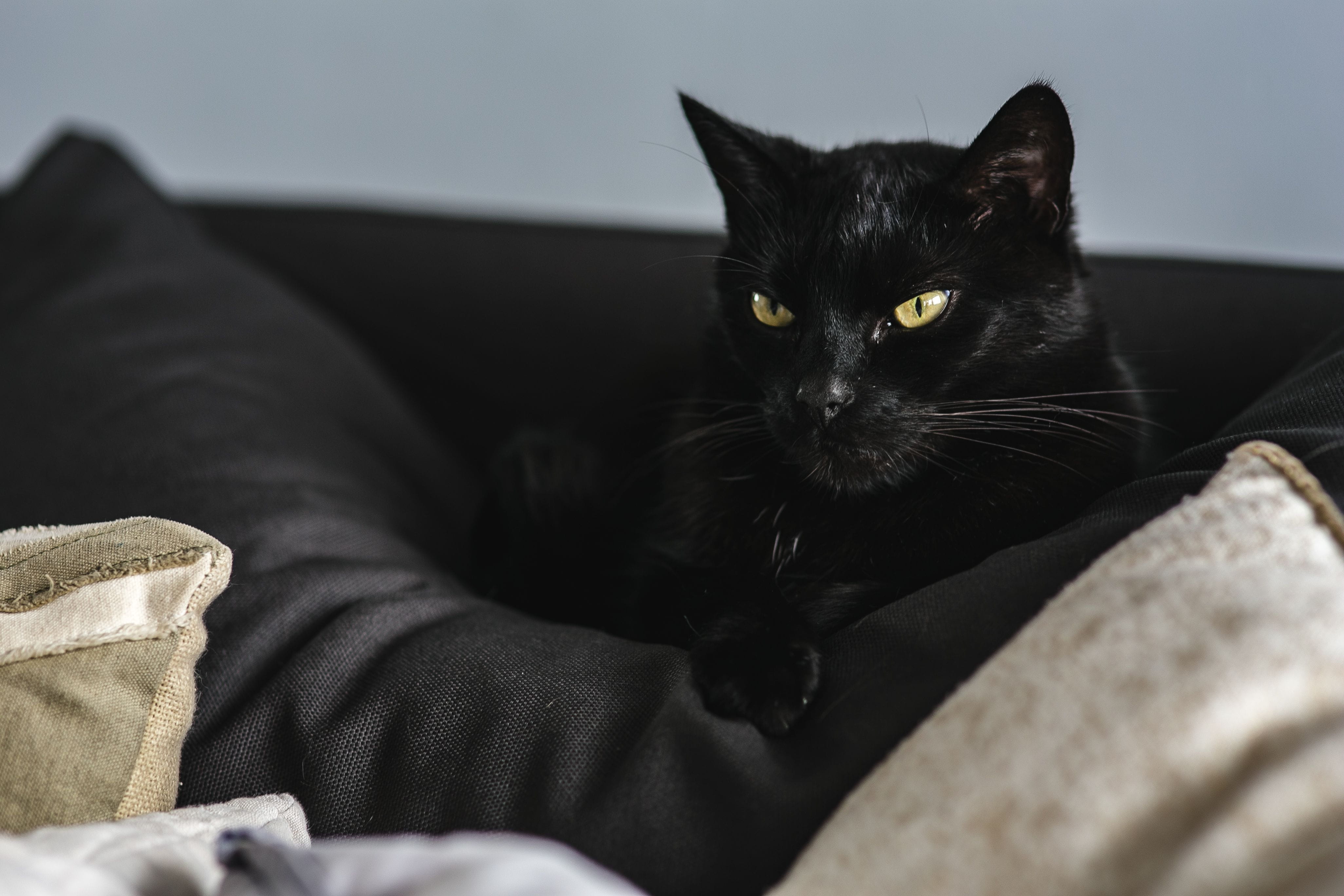 sofa, furniture, home interior, pets, animal, bed, feline, sleeping, no people, pet, resting, vertebrate, domestic Cat, domestic animals, looking at camera, HD Wallpaper