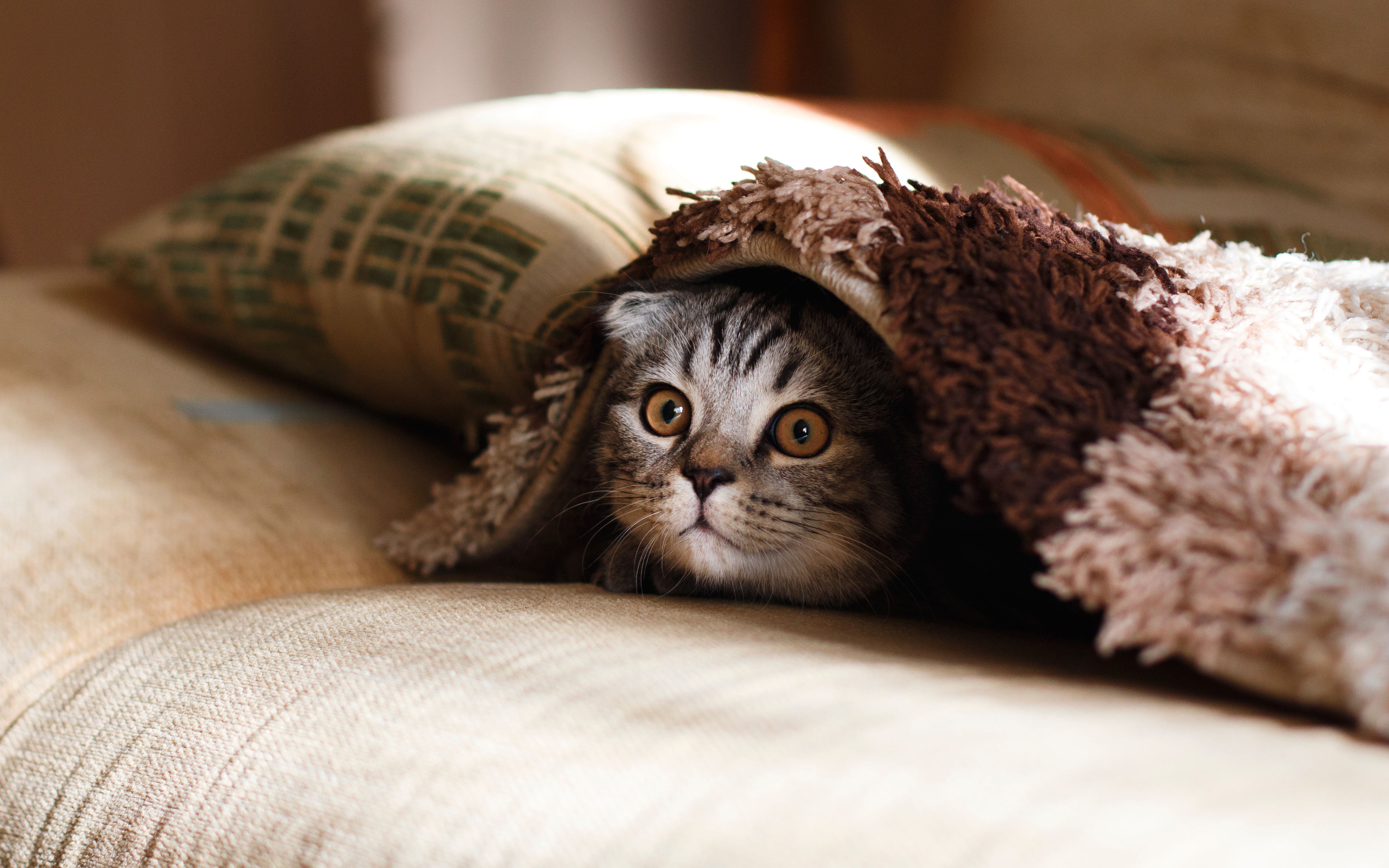 cat, sleeping, animal eye, pillow, portrait, animal themes, case, sofa, bed, lying down, pet, animal, 4K, feline, comfortable, indoors, hiding, domestic Room, HD Wallpaper