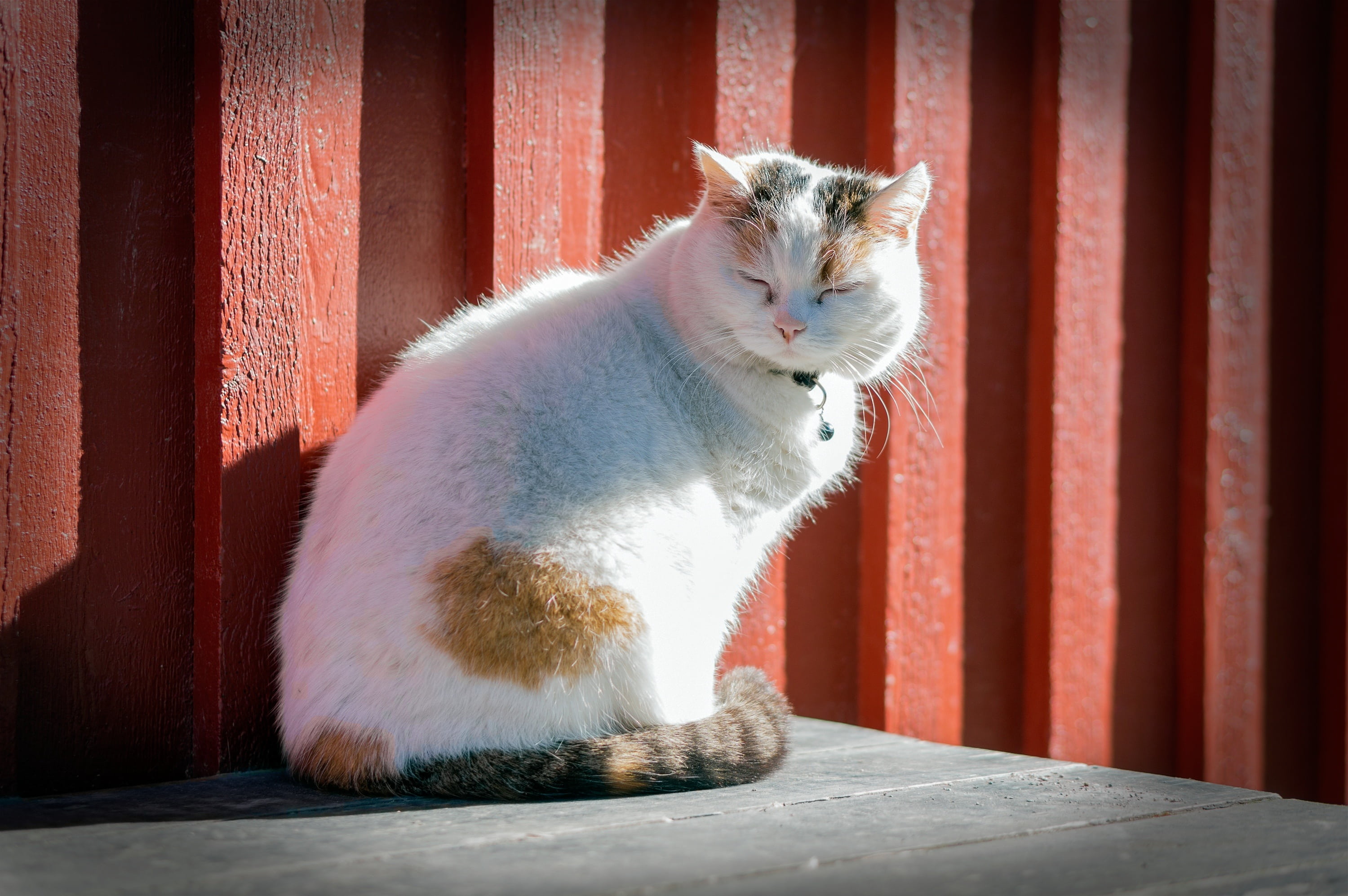 red, meditate, barn, kitty, table, whiskers, sleeping, sun, purr, fur, photography, relax, looking, orange, sitting, cat, close-up, whisker, no people, HD Wallpaper