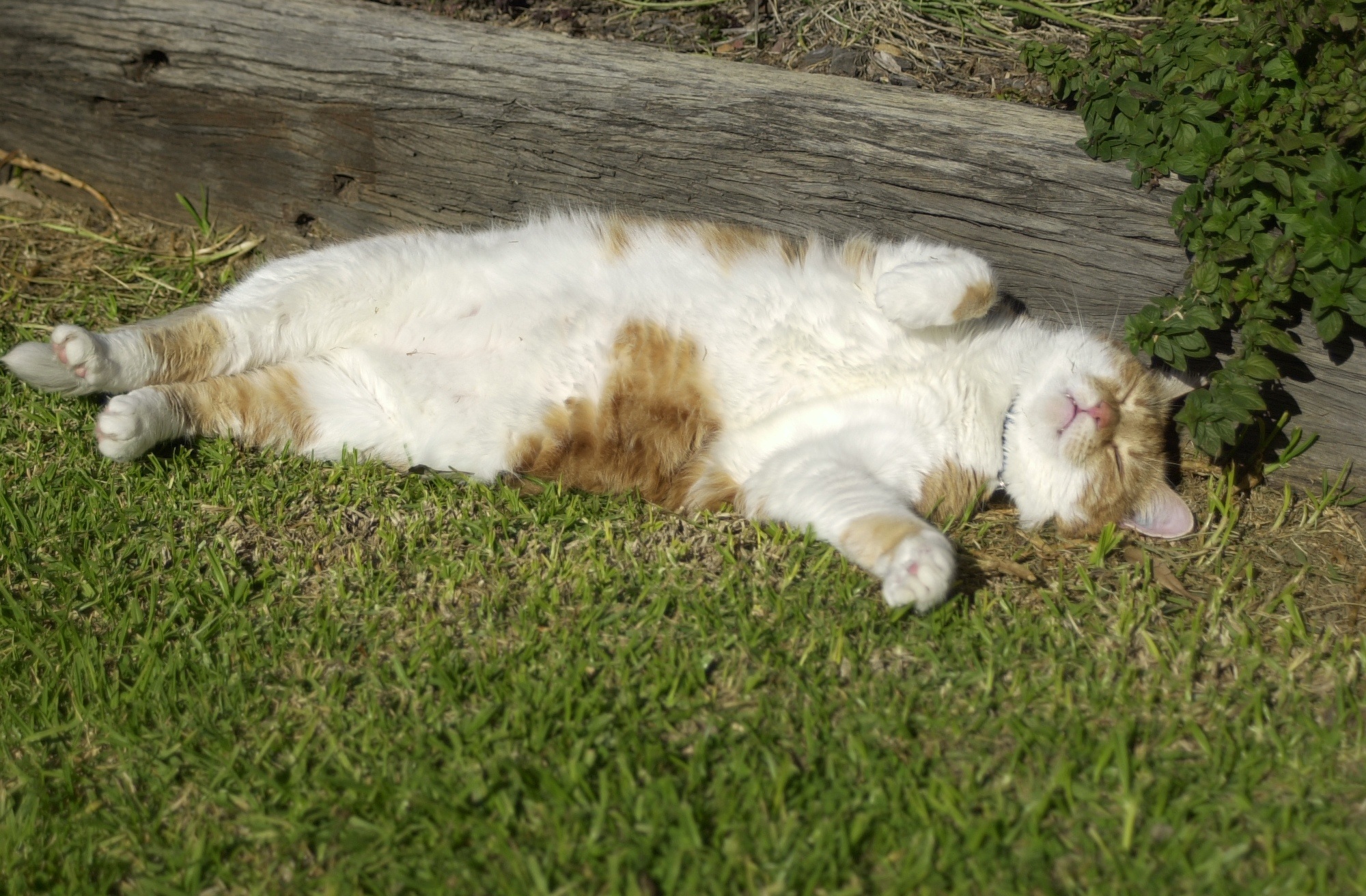 pet, lying, lying down, domestic, mammal, love, relaxation, funny, cat, relax, grass, happy, sweet, animal, wooden, one animal, orange, resting, green color, HD Wallpaper