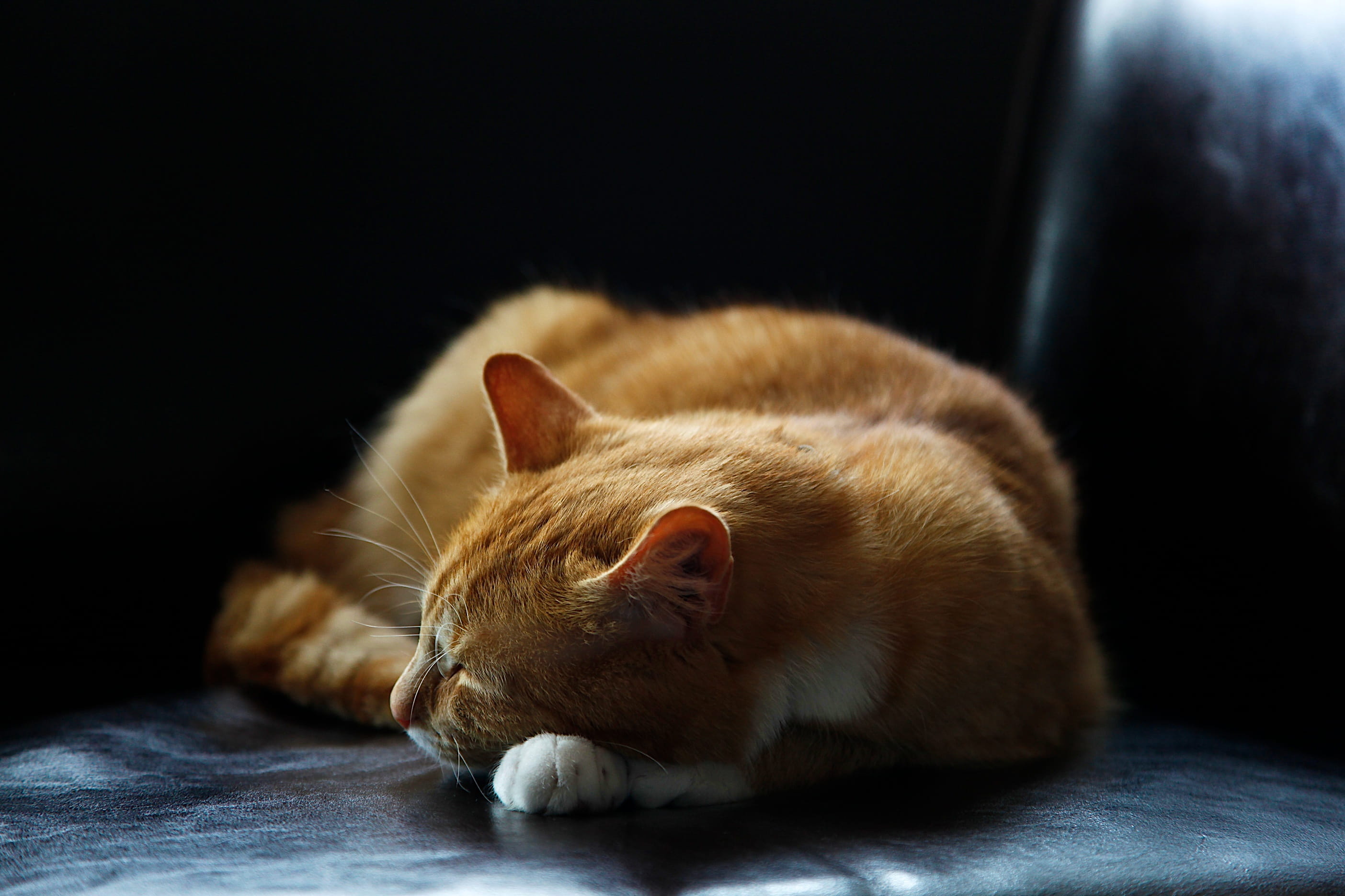 indoors, close-up, eyes closed, whisker, napping, focus on foreground, domestic, animal head, pets, animal, sleeping, lying down, one animal, studio, animal themes, HD Wallpaper