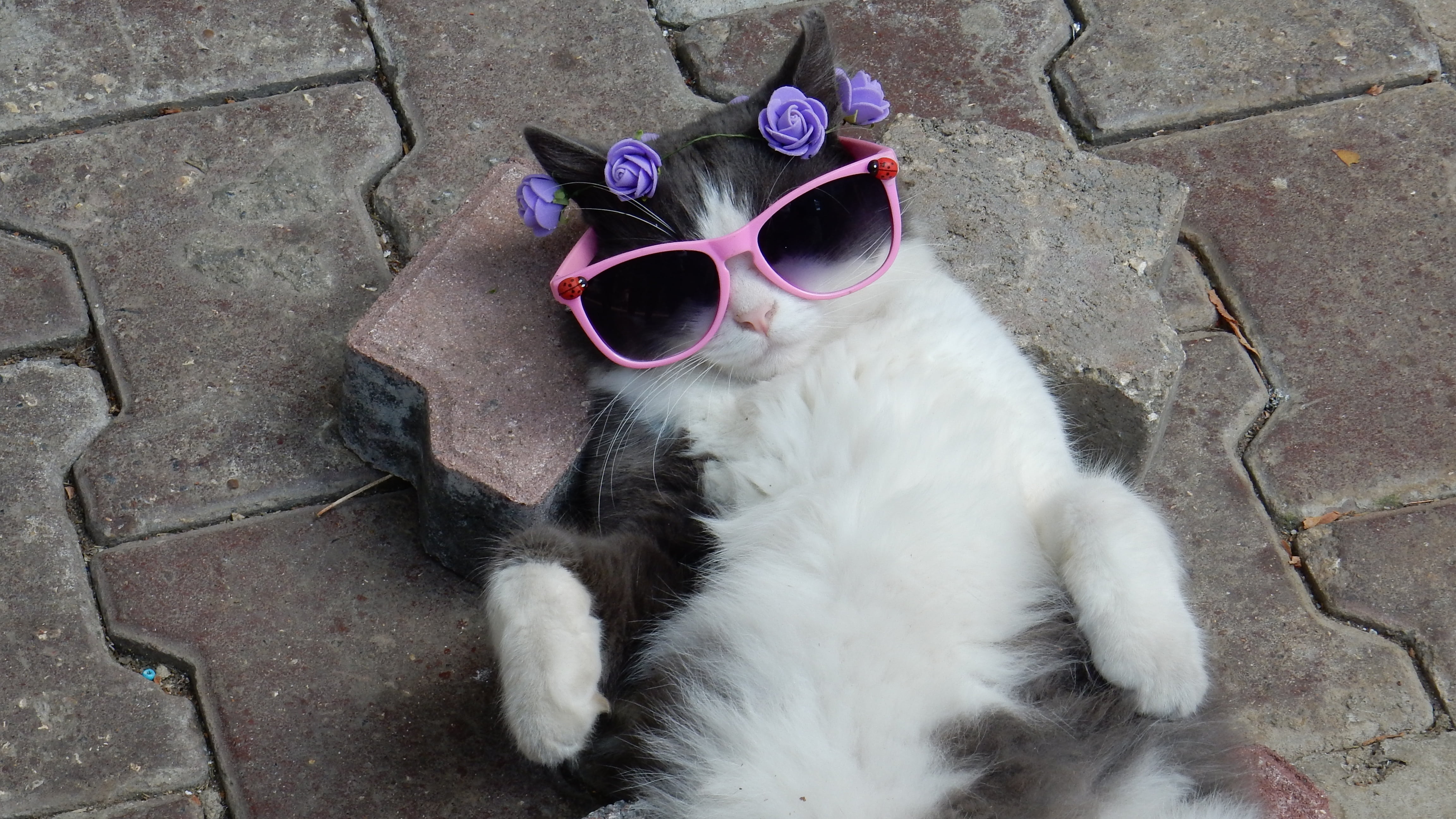 4K, vertebrate, tuxedo, kitten, one animal, glasses, pink, pavement, domestic, personal accessory, domestic animals, lying, pets, day, rest, animals, feline, HD Wallpaper