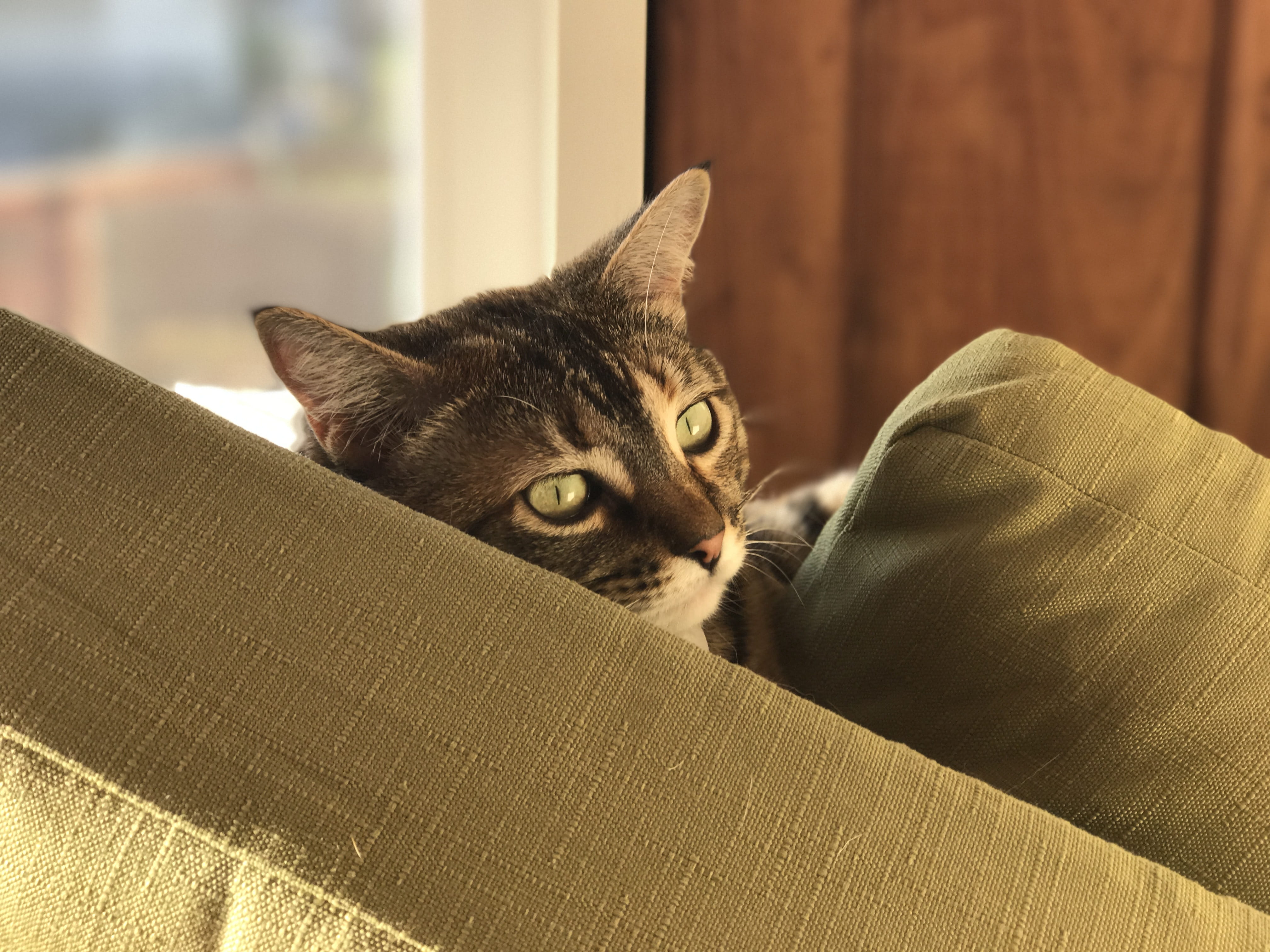 home Interior, look, head, domestic Animals, Animal, Green Eyes, animal themes, Cat, furniture, no people, animal head, sleeping, domestic Cat, close-up, HD Wallpaper