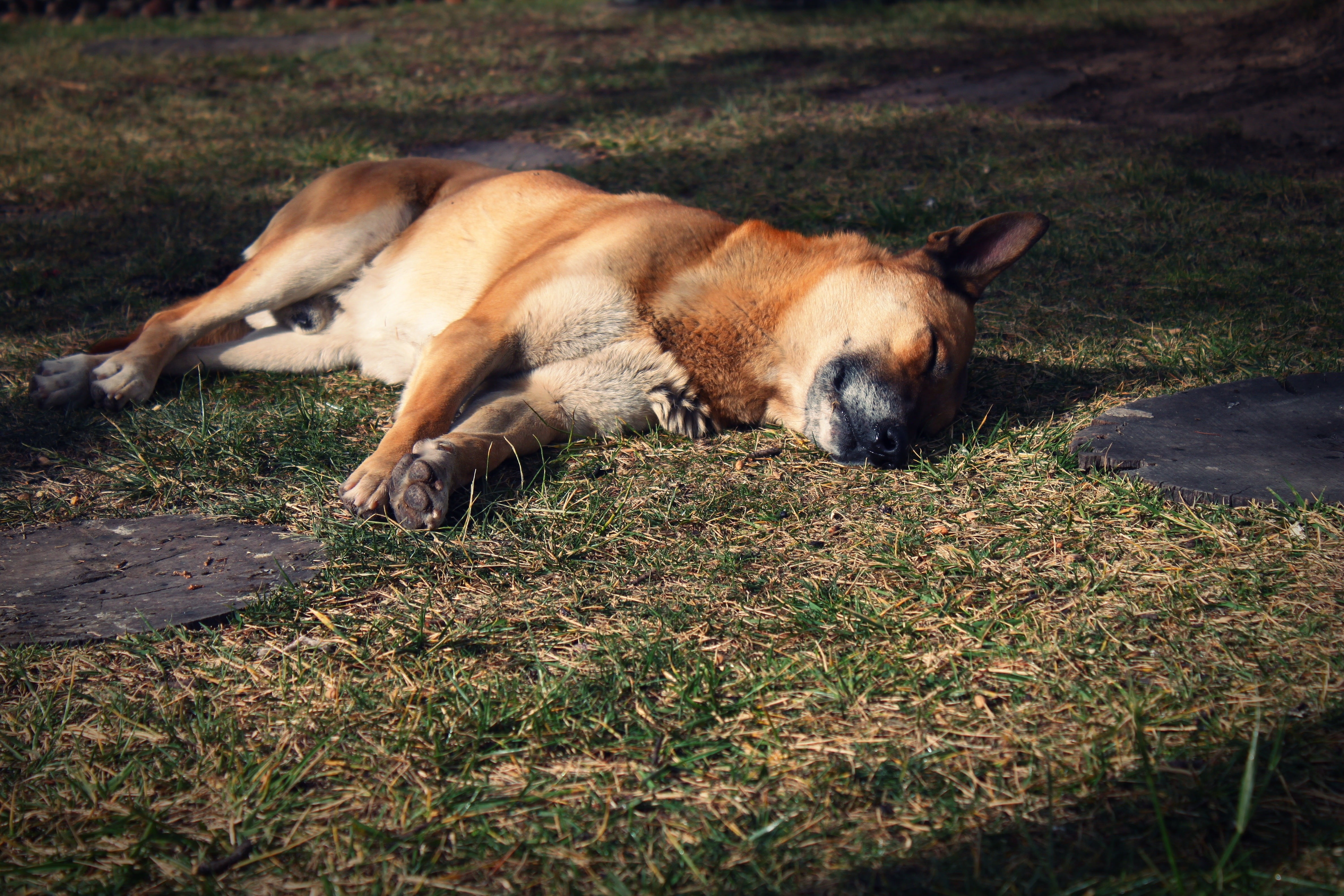 day, animal themes, rest, one animal, domestic, sleep, pets, nature, plant, animals, vertebrate, grass, domestic animals, sleeping, sunlight, field, relaxation, HD Wallpaper