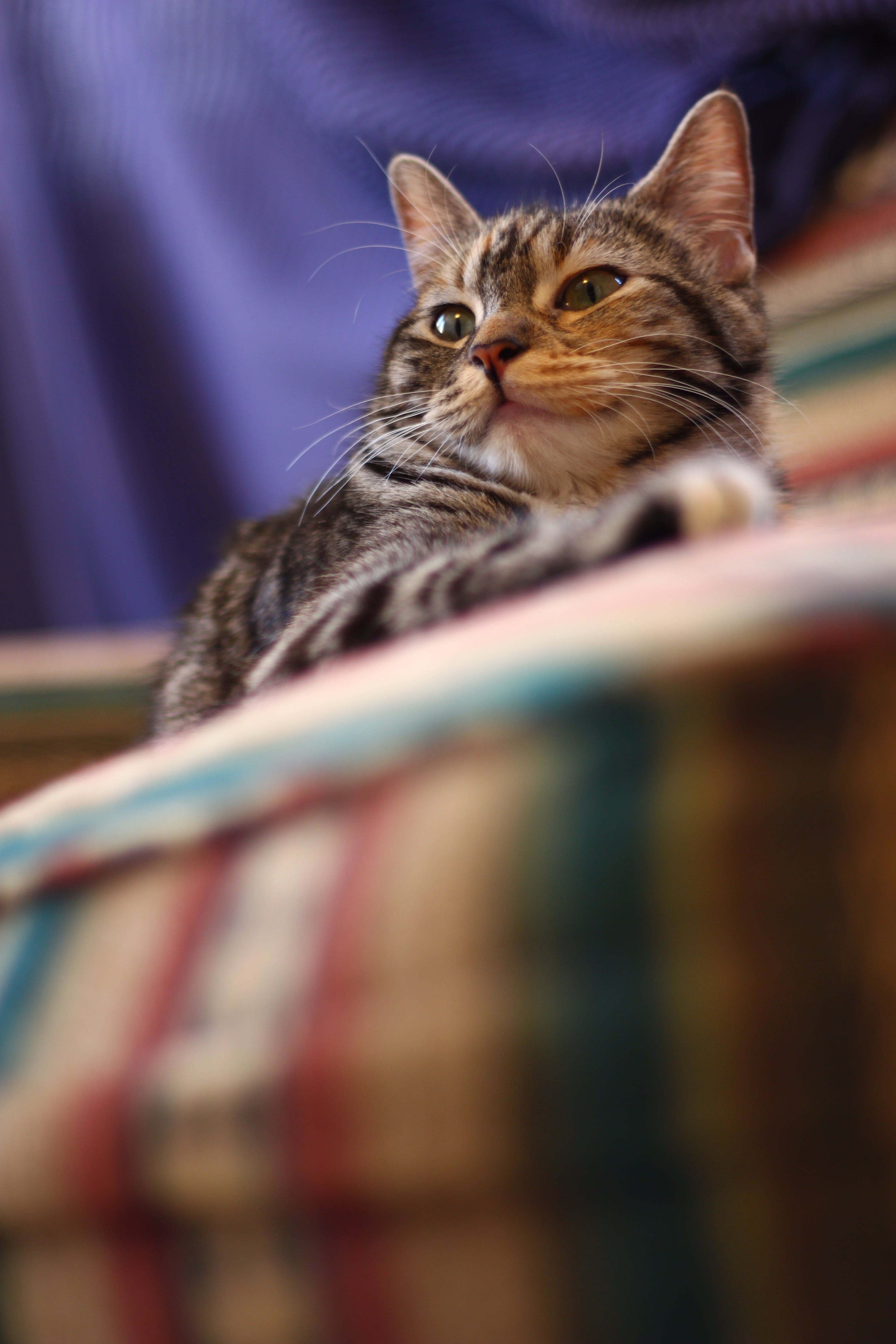 domestic cat, sleeping, rest, pets, animal eye, domestic animals, whisker, no people, relaxation, animals, animal, looking at camera, mammal, looking, one animal, Phone HD Wallpaper