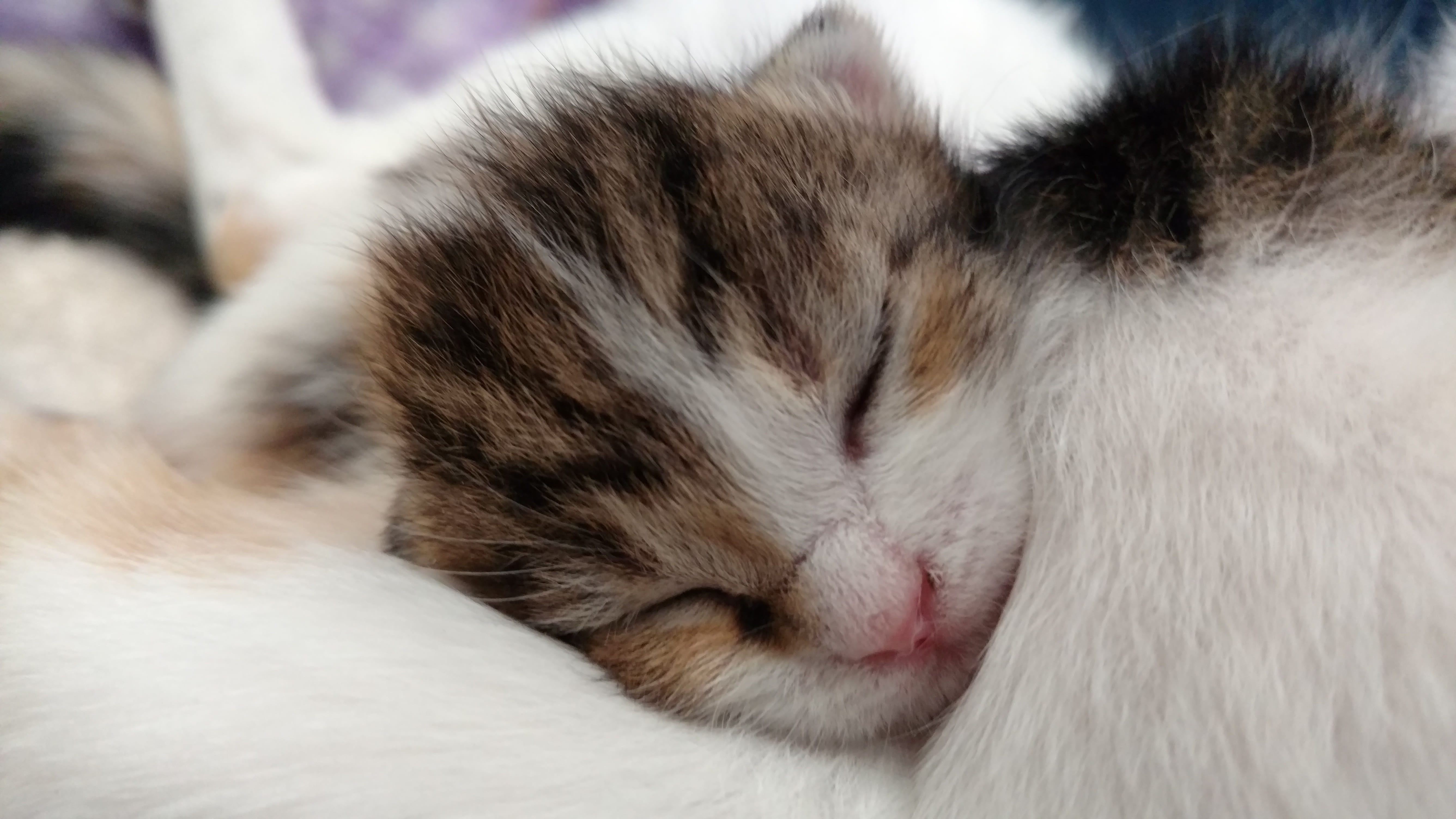 animals, indoors, eyes closed, asleep, cozy, whisker, vertebrate, siesta, animal head, napping, domestic, puppy, cute, sleeping, mammal, no people, animal themes, HD Wallpaper