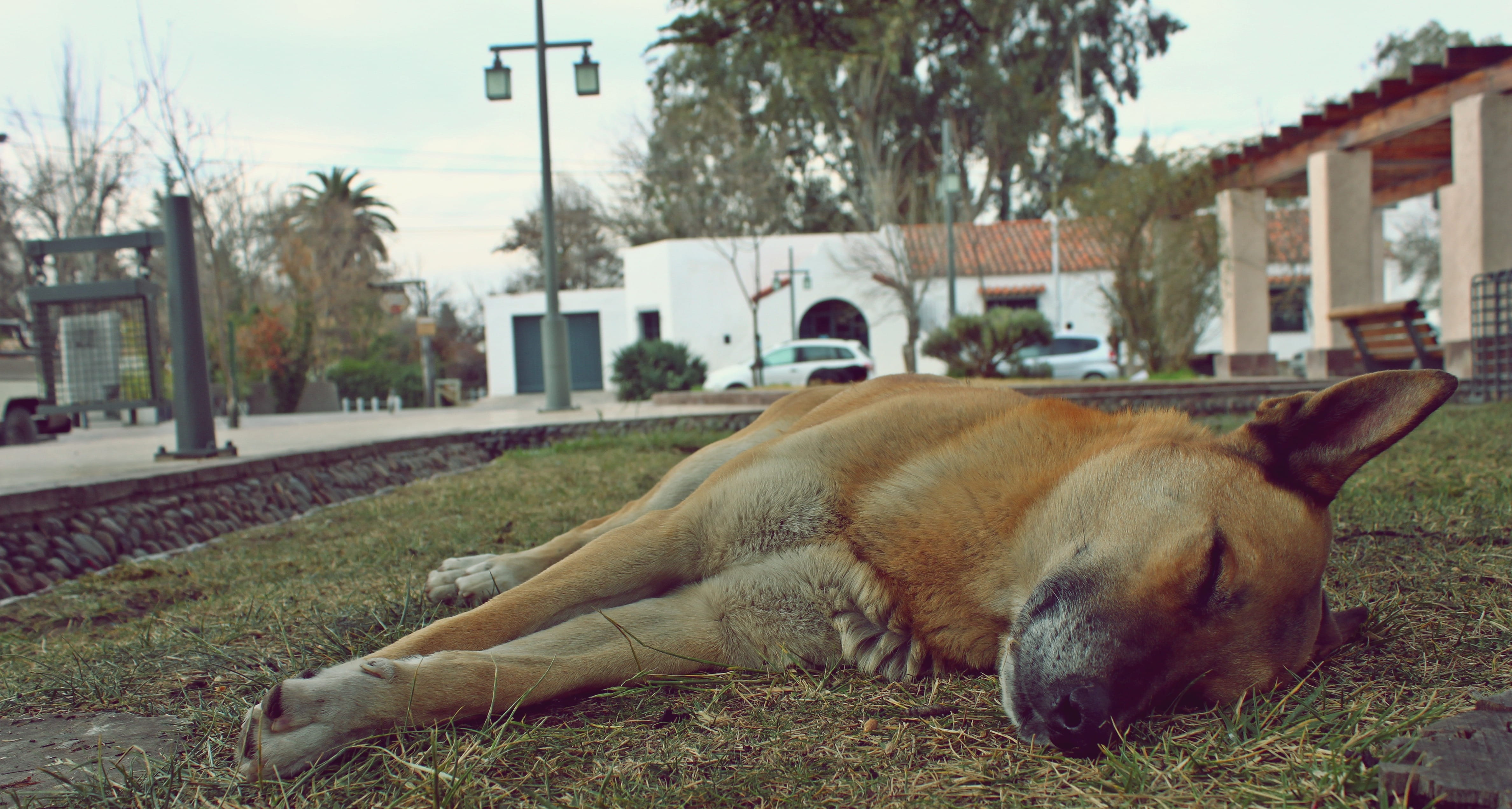 pets, no people, Dog, Sleep, mammal, Siesta, domestic animals, animal, vertebrate, outdoors, one animal, canine, Naps, nature, relaxation, built structure, HD Wallpaper