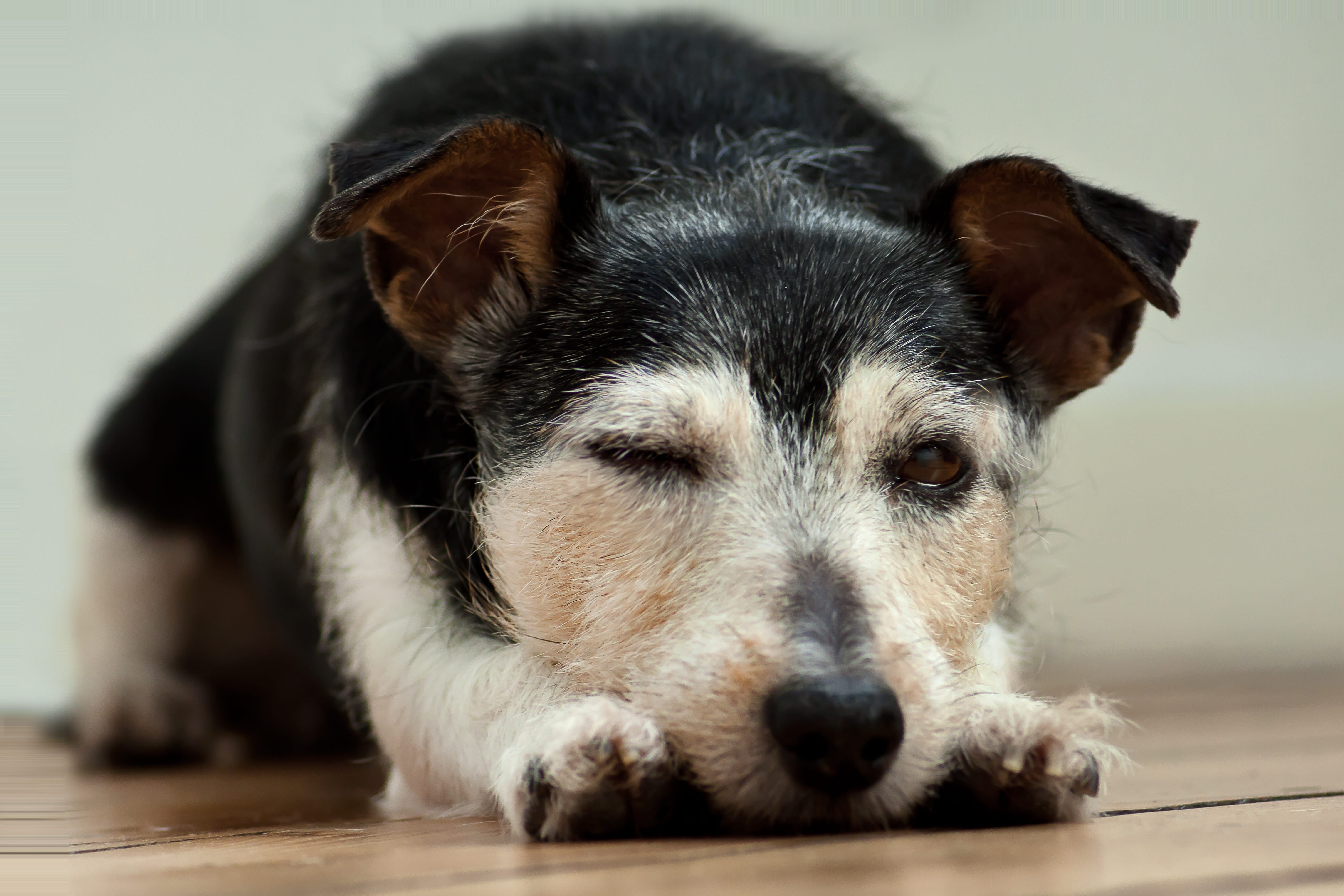innocence, animal body part, animal, domestic animals, portrait, concerns, jack russel, jack russell terrier, relax, looking at camera, 5K, sleep, pet, HD Wallpaper