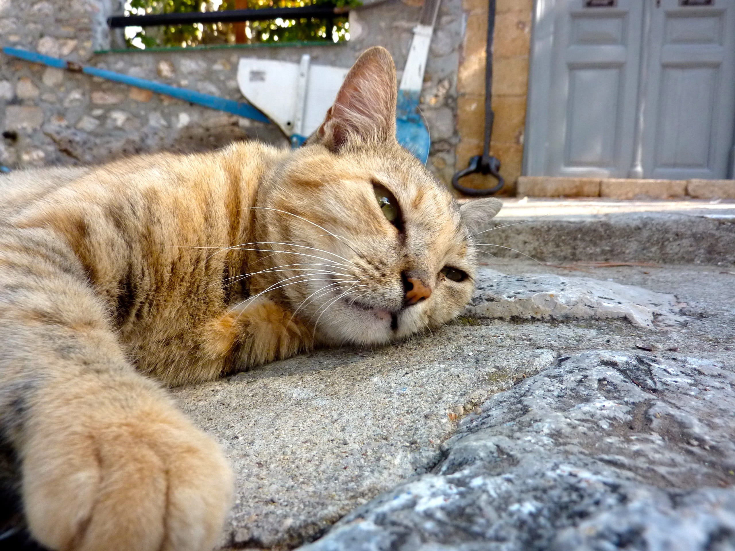 pets, resting, domestic cat, lying down, siesta, greece, vertebrate, close-up, 2K, afternoon rest, eyes closed, sleep, one animal, animal head, relax, HD Wallpaper