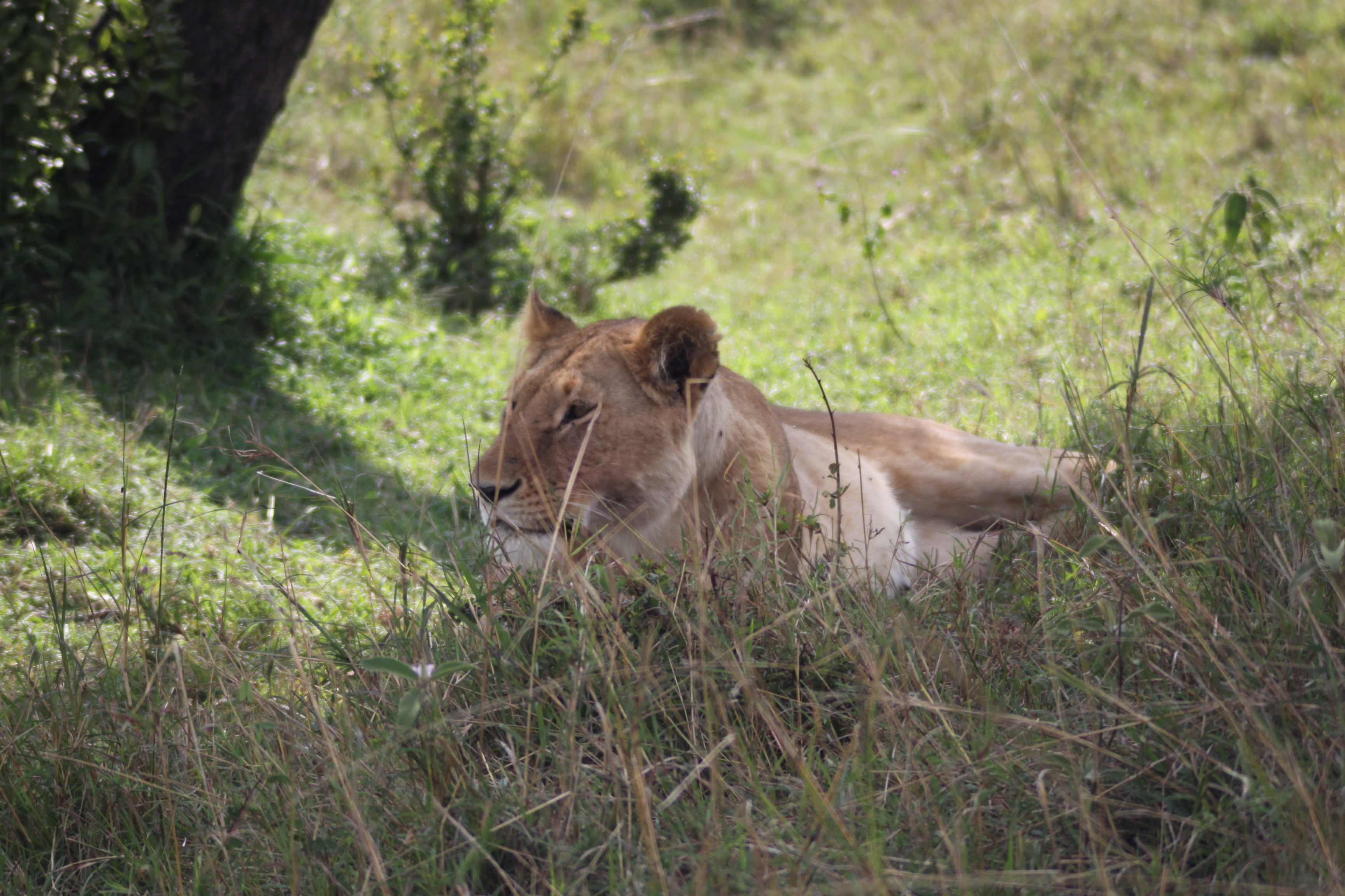 no people, animal wildlife, plant, vertebrate, afternoon rest, cat, day, animals in the wild, one animal, animal, siesta, animal themes, land, nature, safari, HD Wallpaper